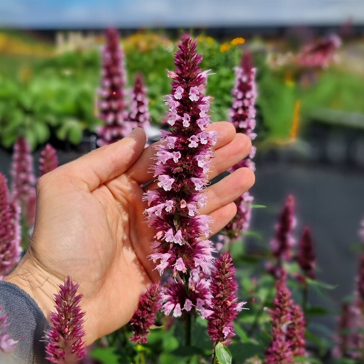 Herb - Hyssop Pink (8cm)