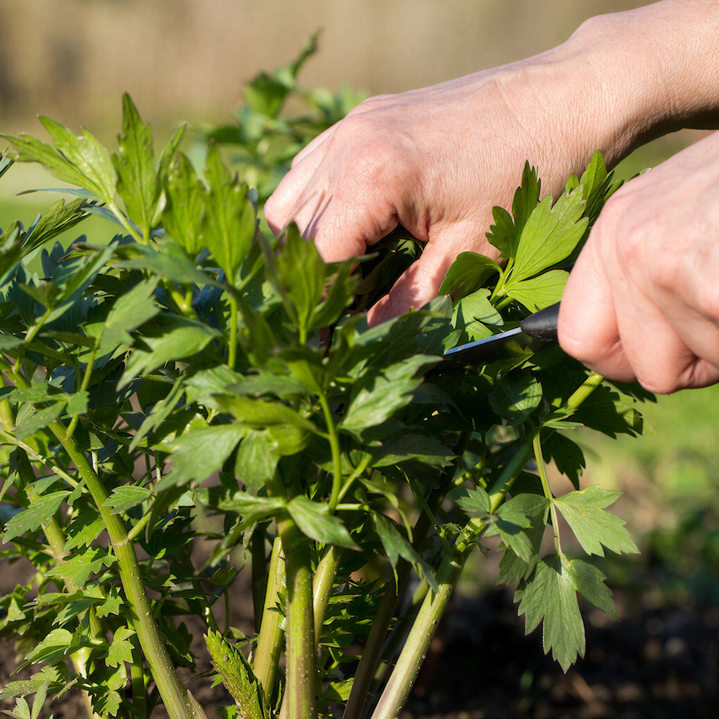 Herb - Lovage Common (8cm)