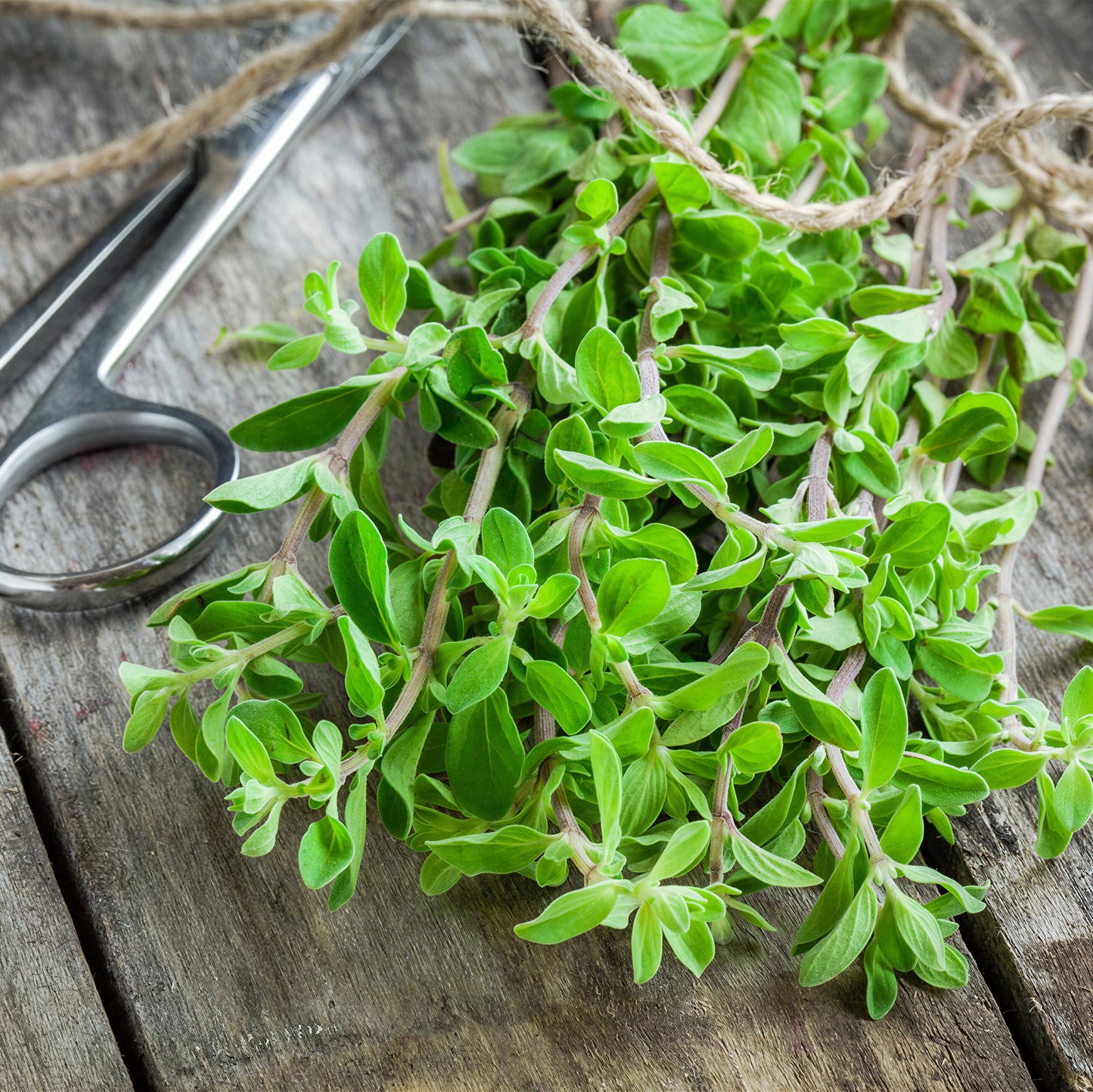 Herb - Marjoram Pot (8cm)