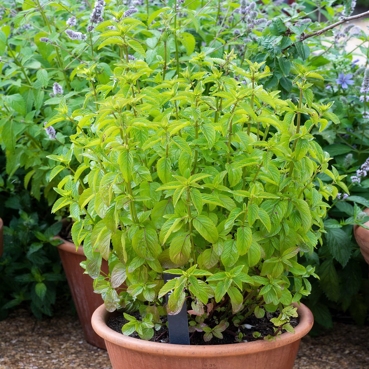 Herb - Mint Basil (8cm)