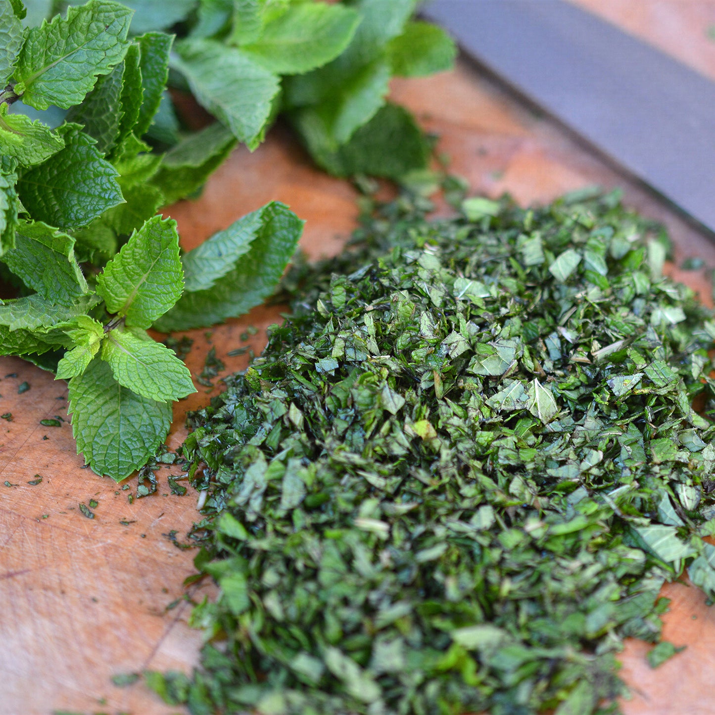 Herb - Mint Garden (8cm)