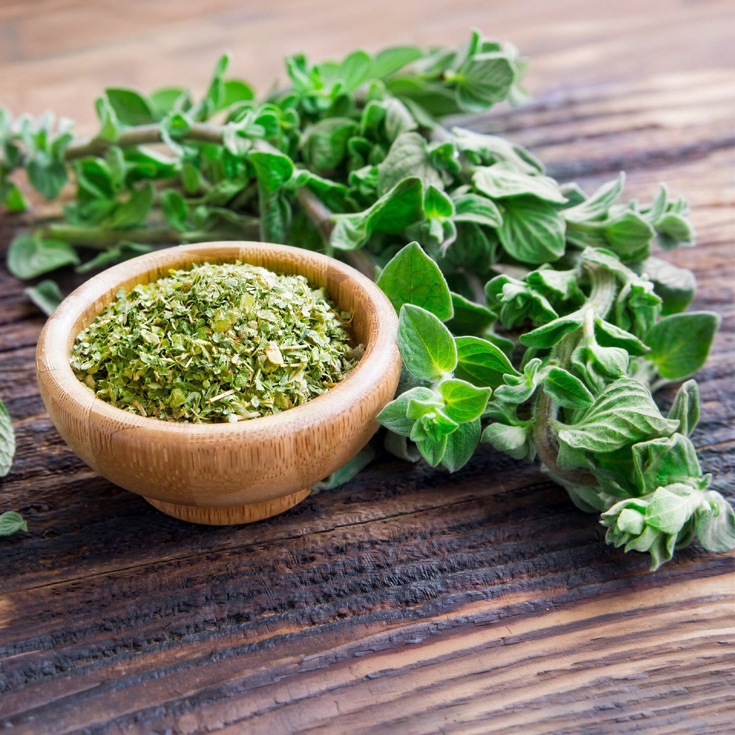 Herb - Oregano Itallian (8cm)