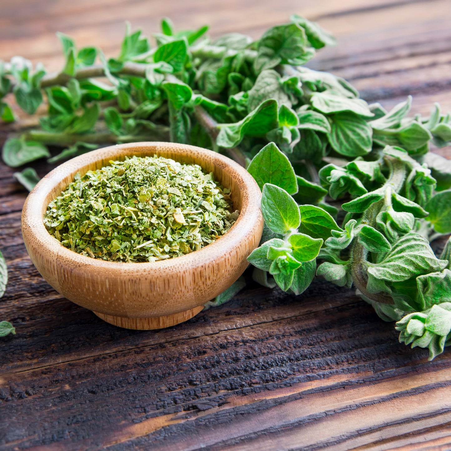 Herb - Oregano Hot & Spicy (8cm)