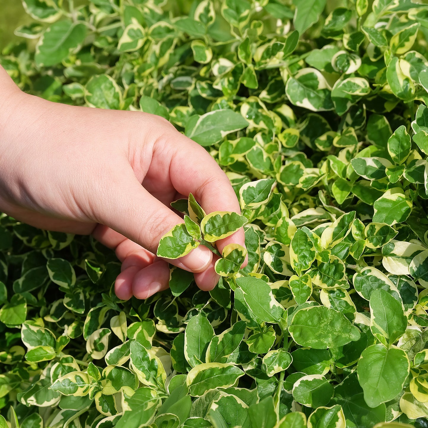 Herb - Oregano Variegated (8cm)