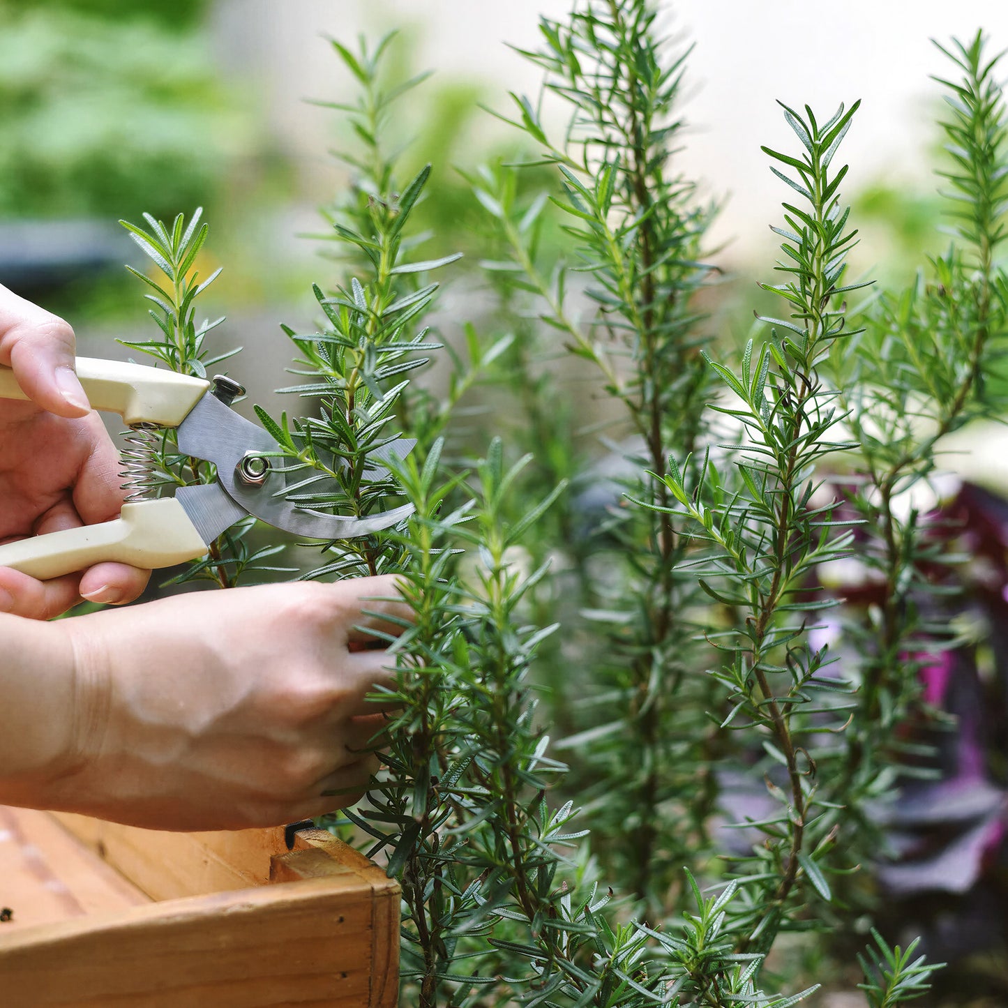 Herb - Rosemary Barbeque (8cm)