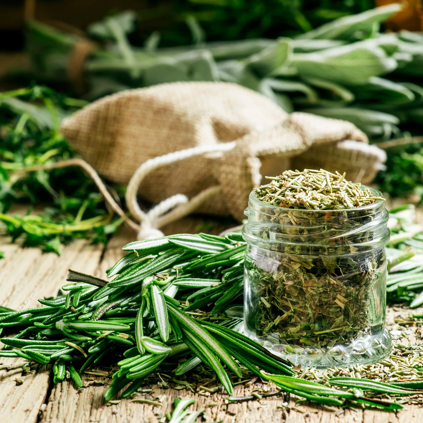 Herb - Rosemary Common (8cm)