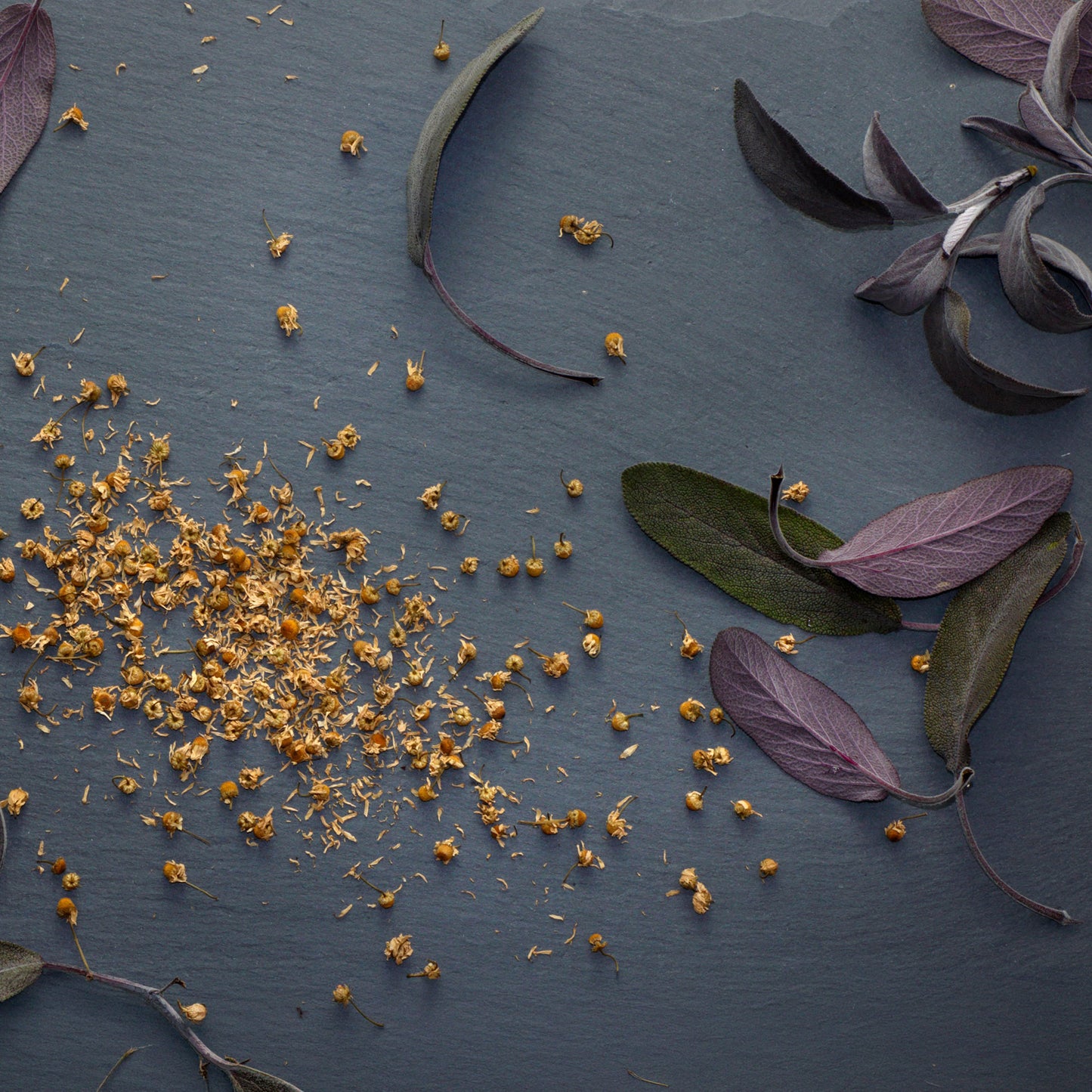 Herbs - Sage Purple, Salvia Officinalis Purpurea