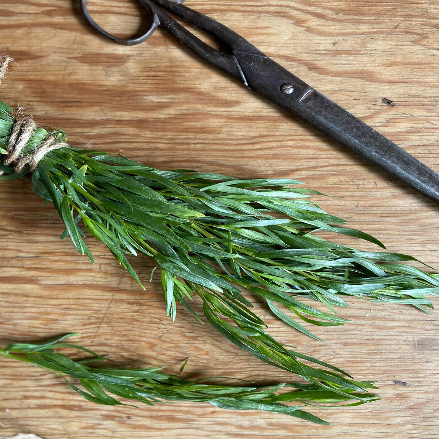 Herb - Tarragon French (8cm)