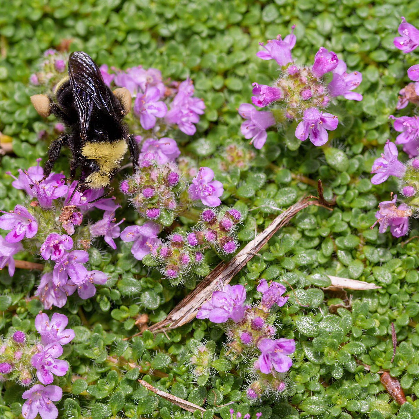 Herb - Thyme Creeping Lemon (8cm)