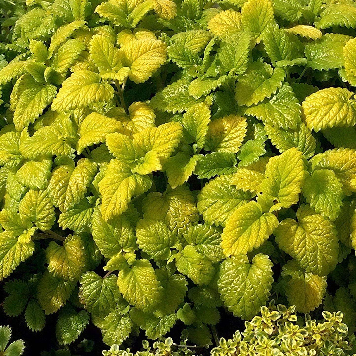 Herb - Lemon Balm All Gold (8cm)