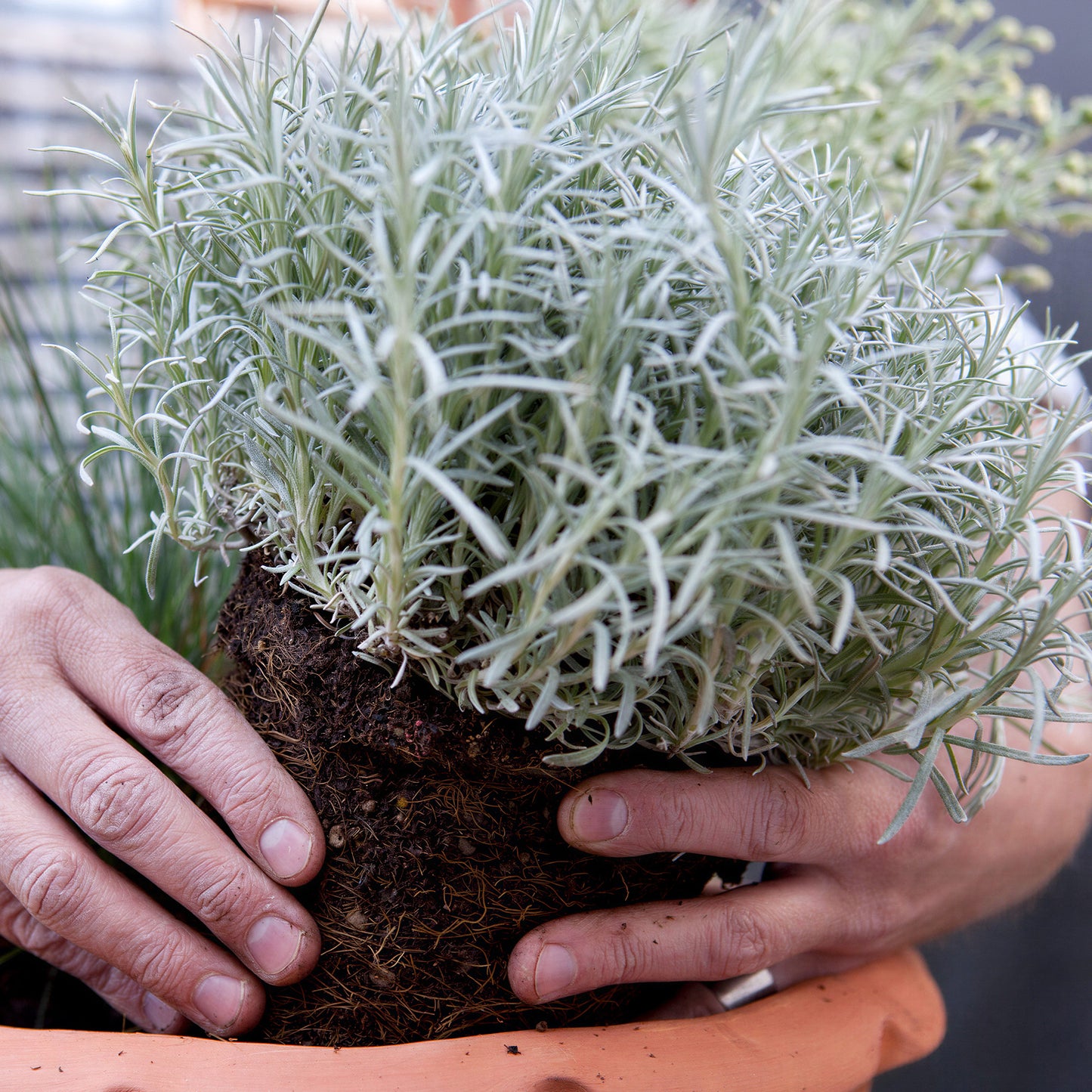 Herbs - Curry Plant, Helichrysum Italicum