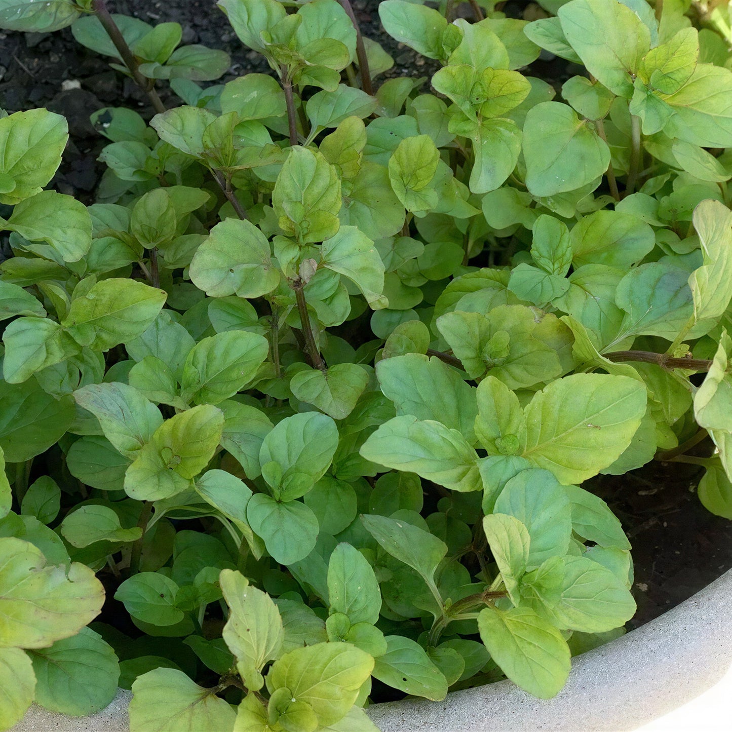 Herb - Mint Orange (8cm)