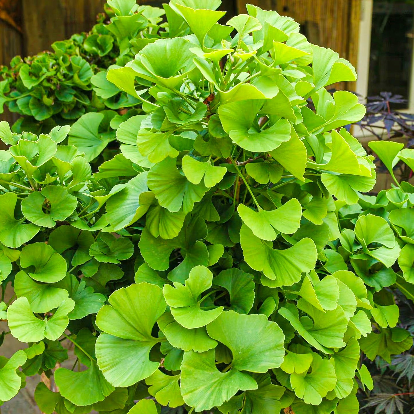 Ginkgo Mariken Patio Tree