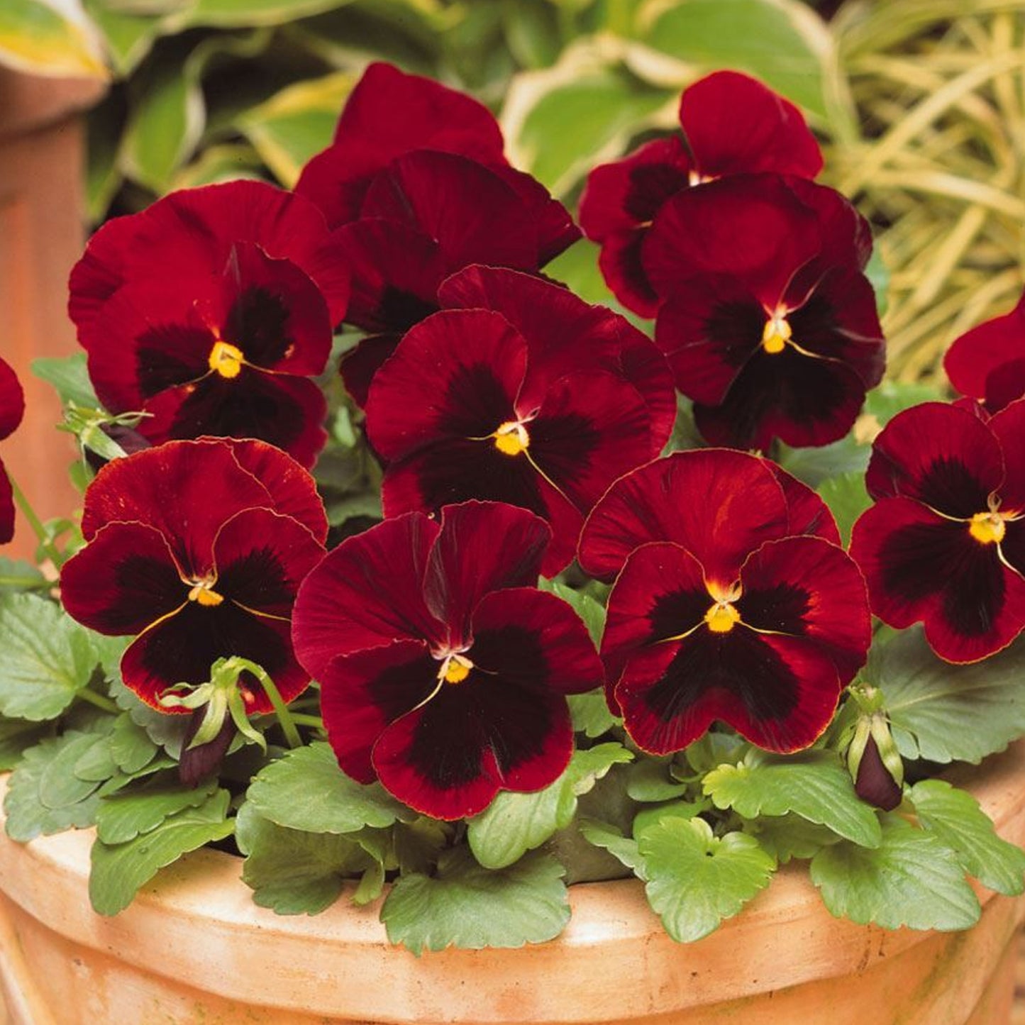 Bedding Plants - Red Blotch (6 Pack)