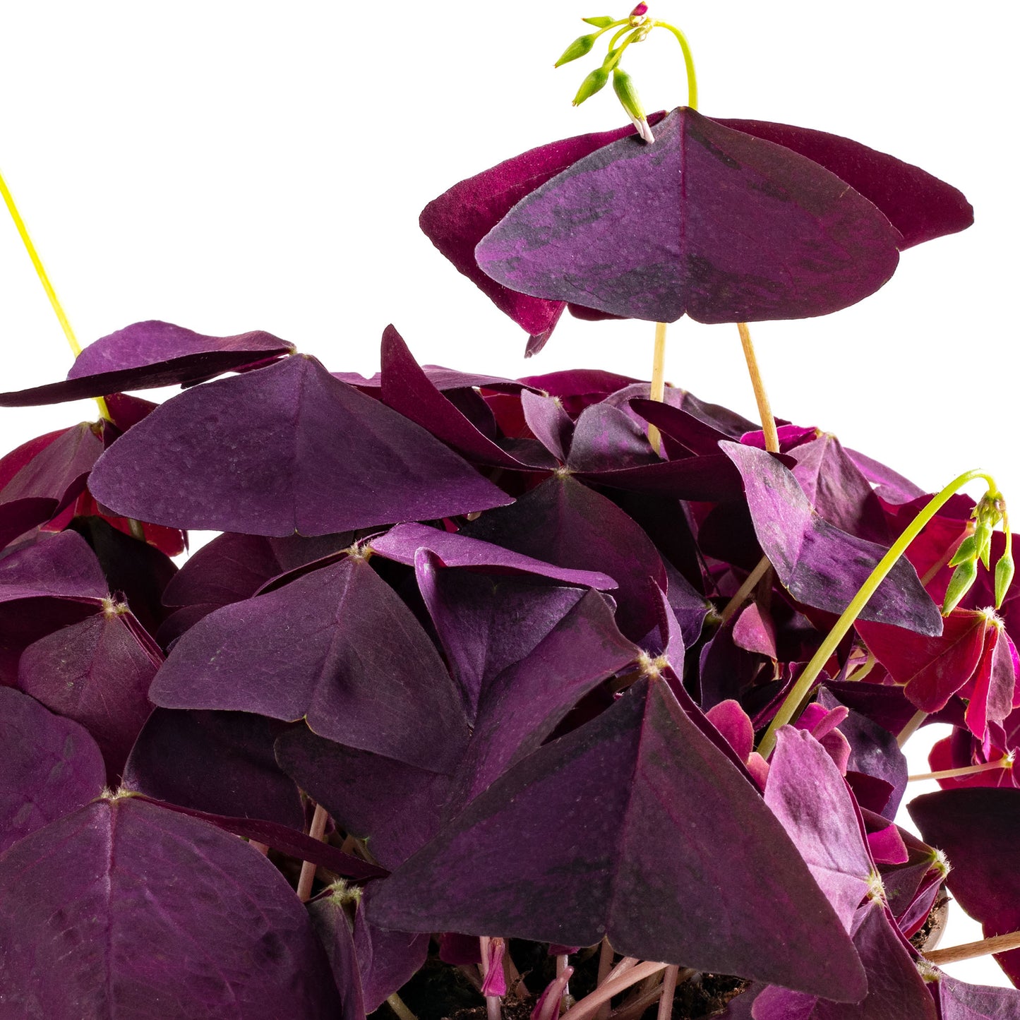 Oxalis Triangularis Ikigai