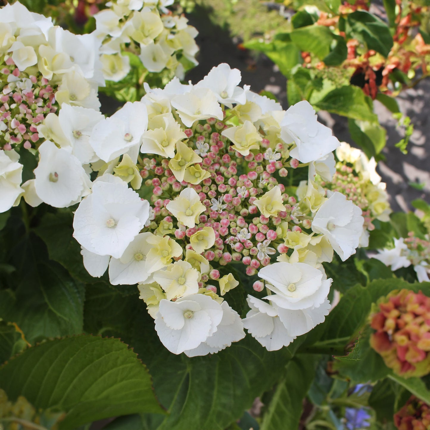 Hydrangea macrophylla Teller White (9cm)