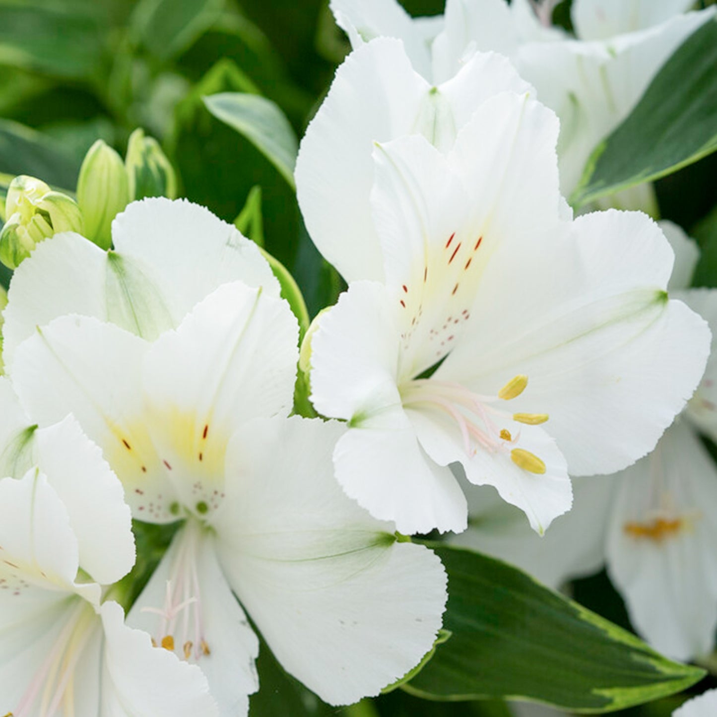 Alstroemeria Colorita Claressa