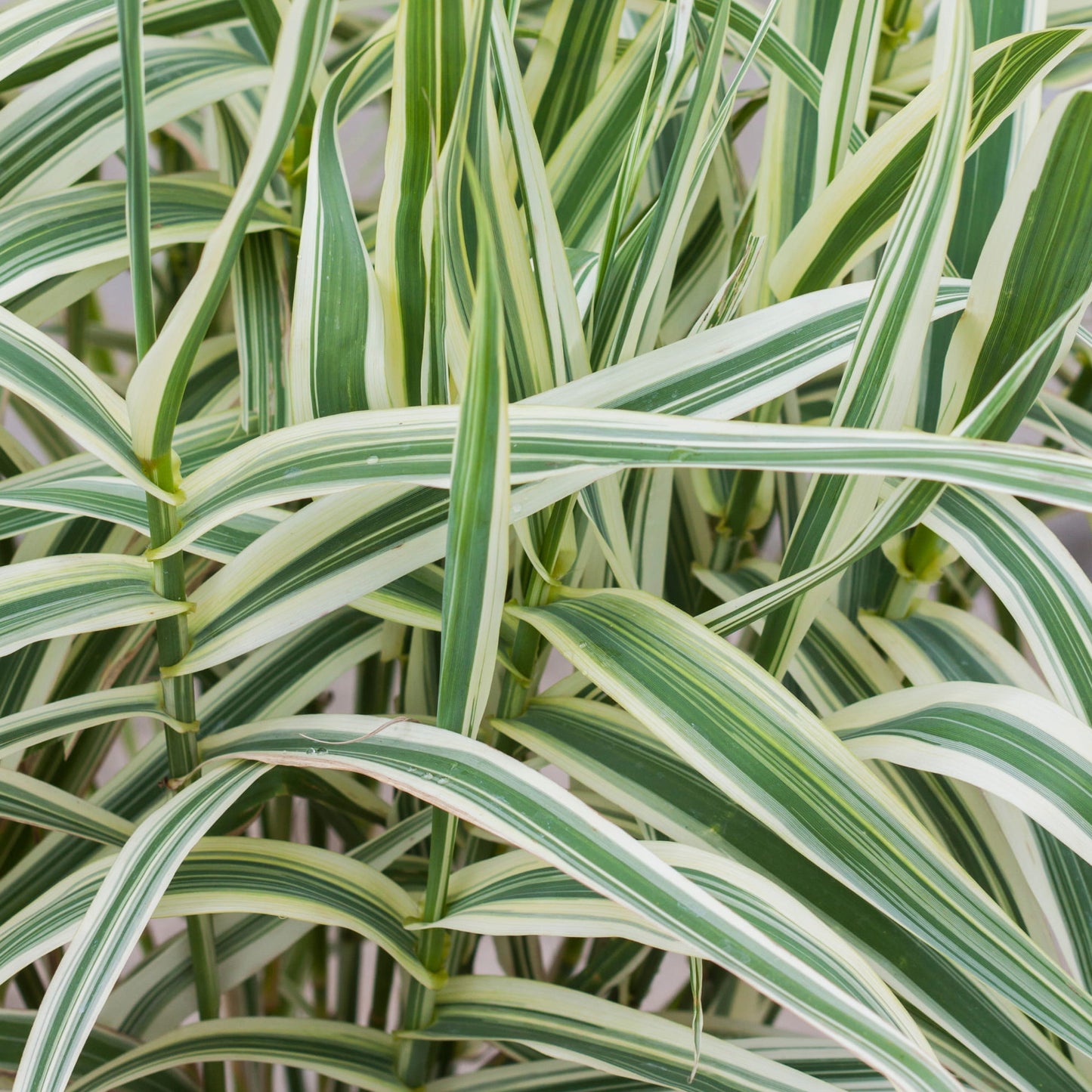 Arundo Ely