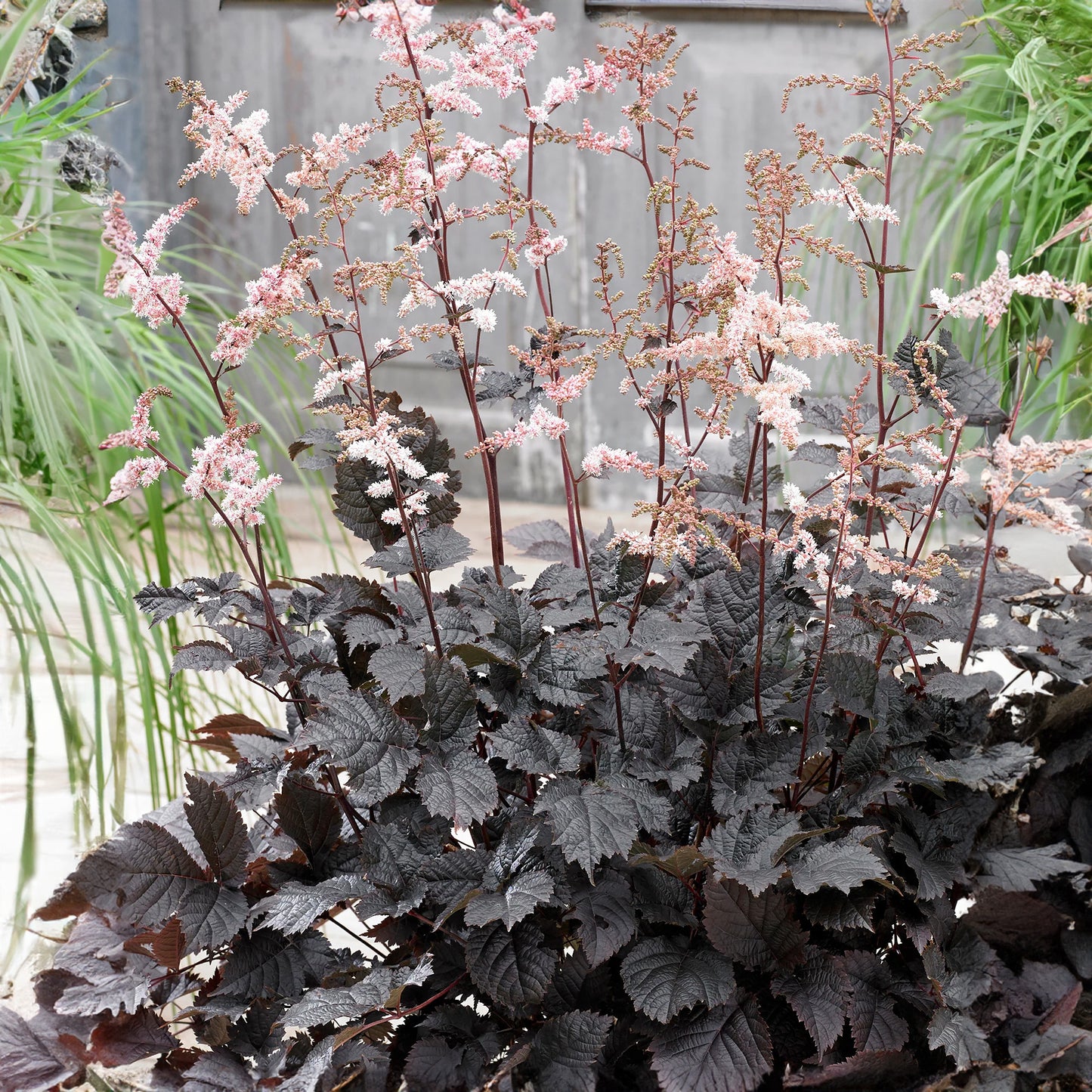 Astilbe Chocolate Shogun