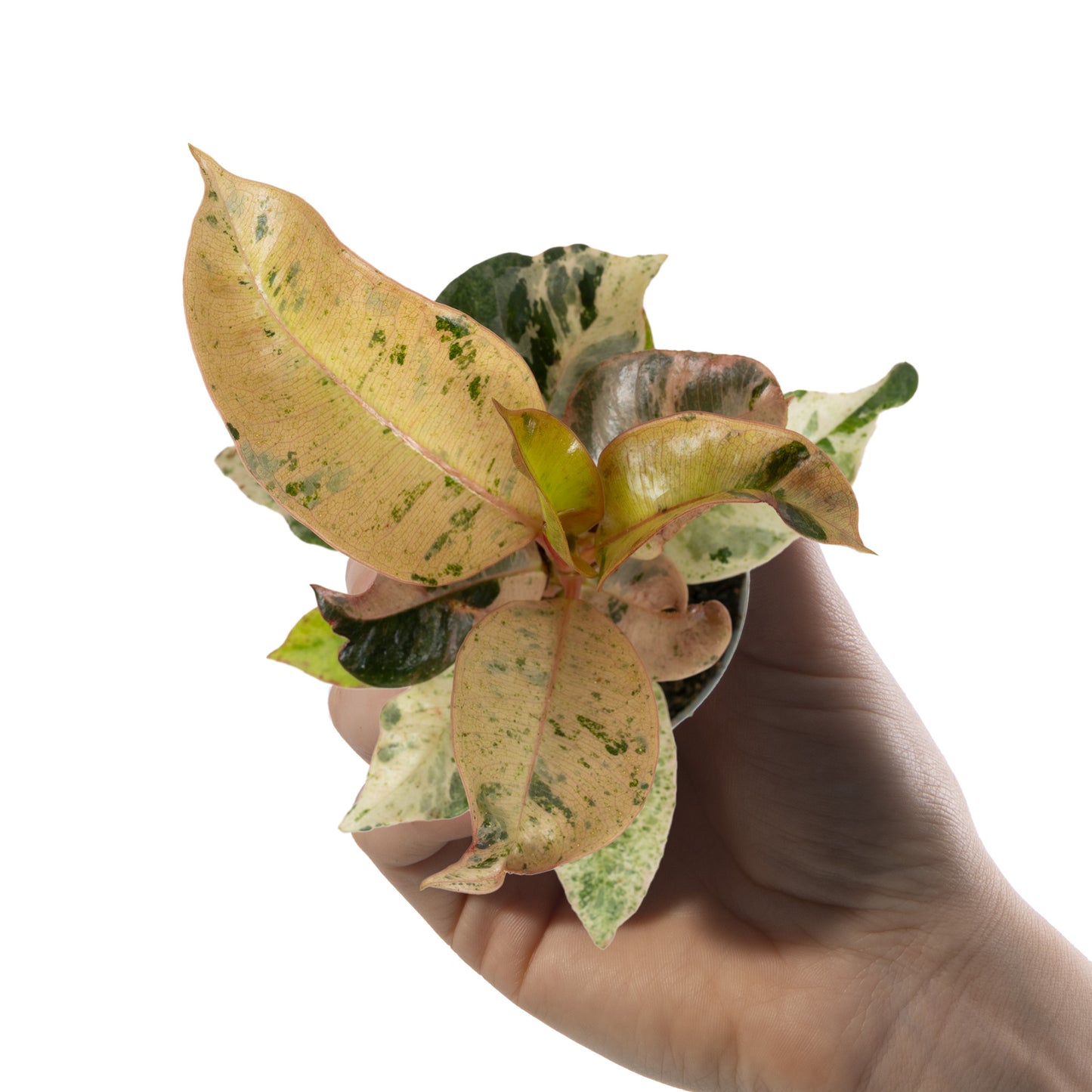 Baby Plants - Ficus Elastica Schrijveriana