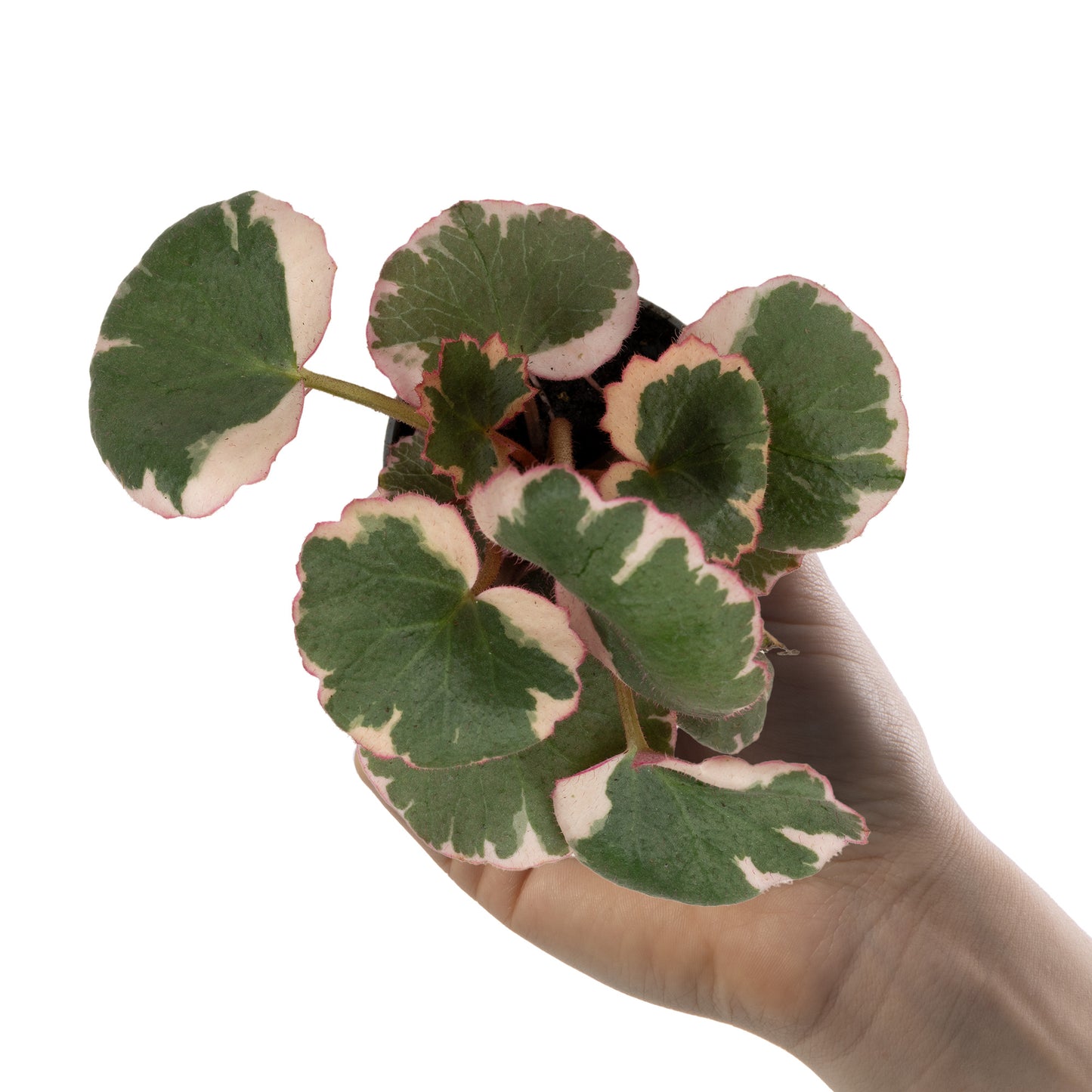 Baby Plants - Saxifraga Variegata