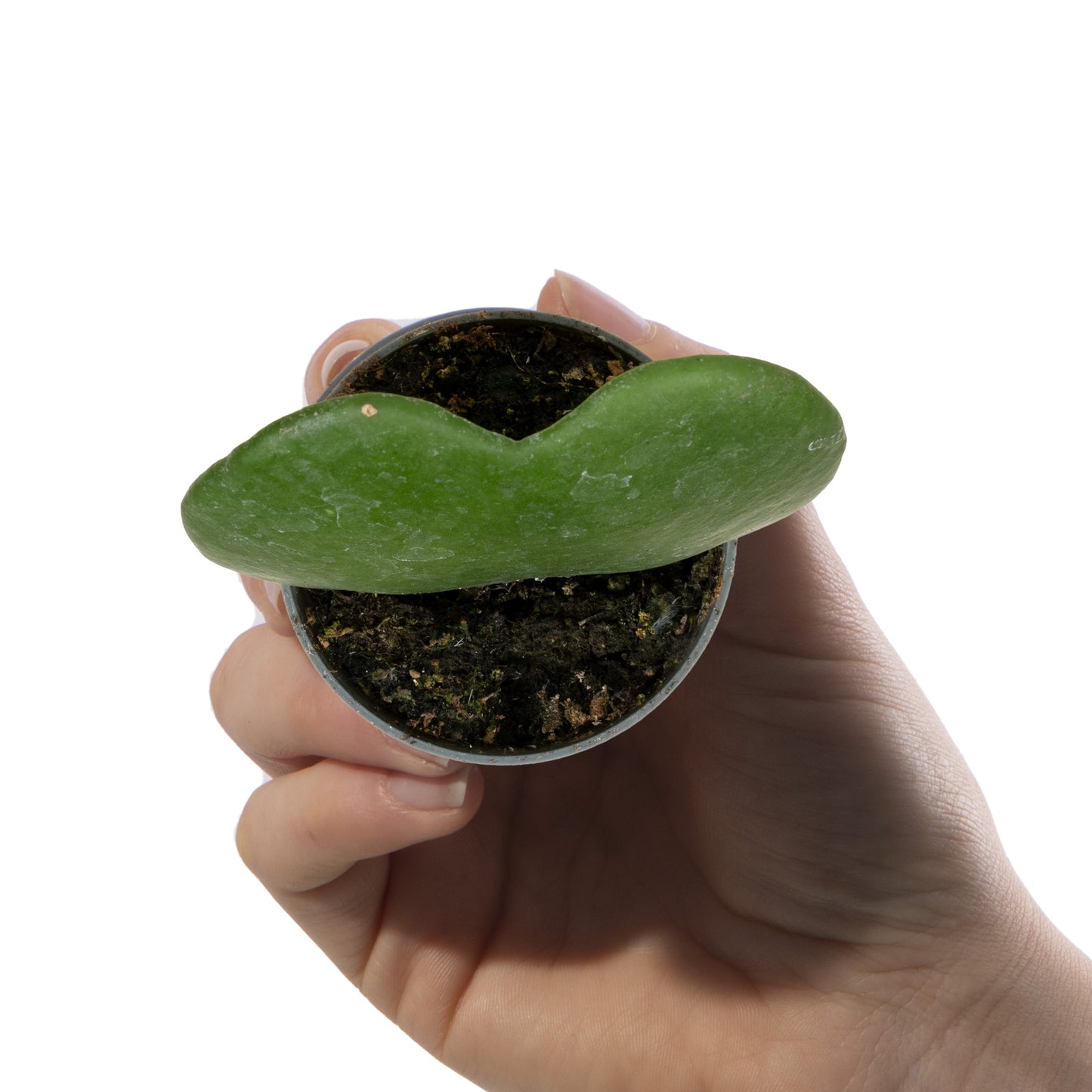 Baby Plants - Hoya Kerrii