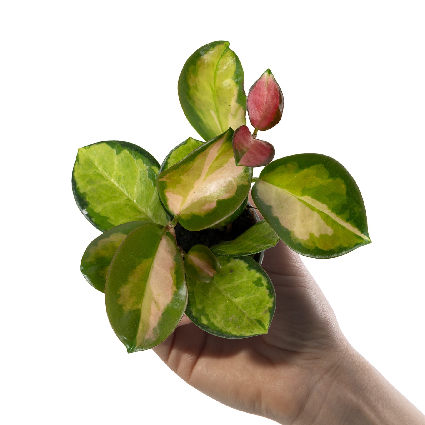 Baby Plants - Hoya Australis Tricolour