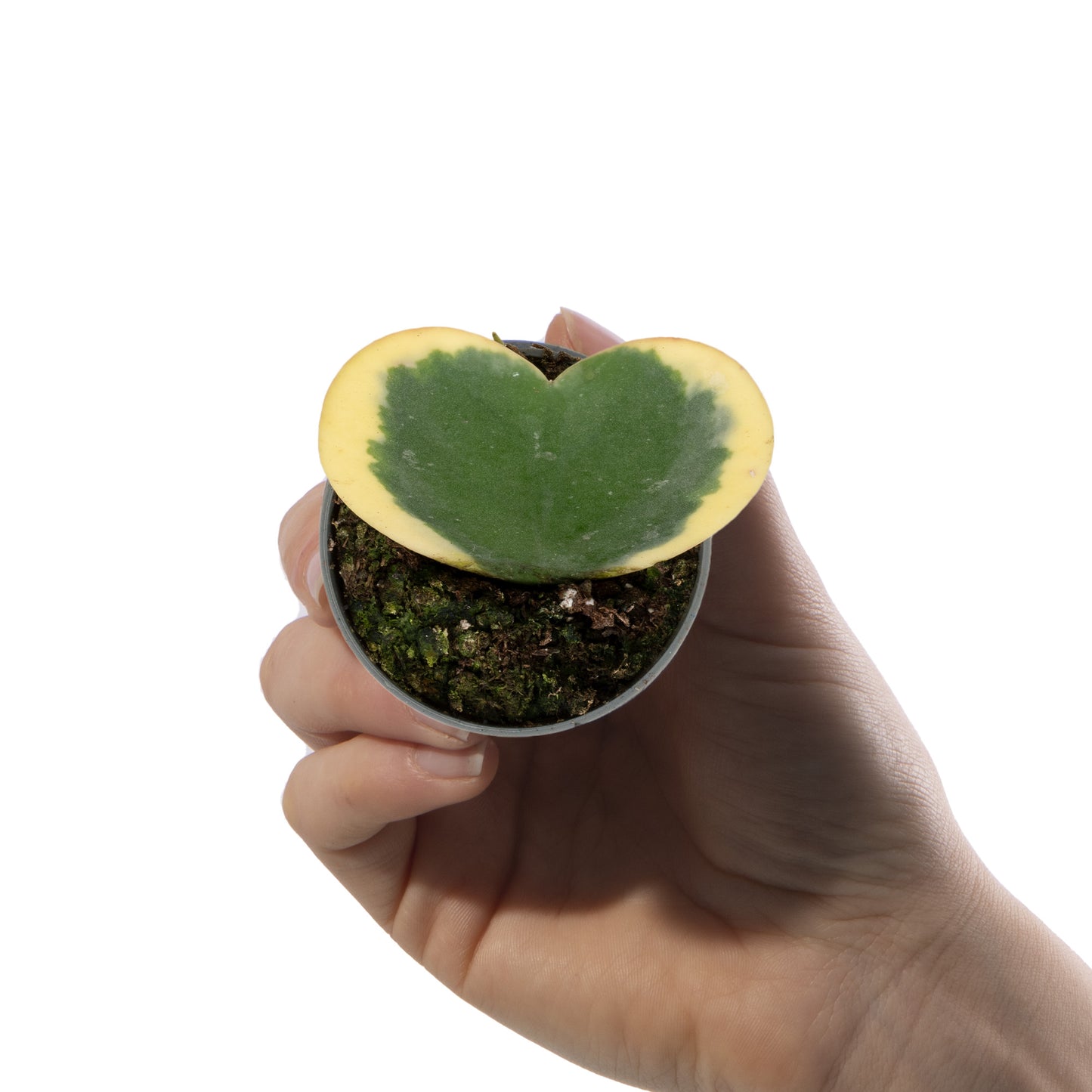 Baby Plants - Hoya Kerrii Variegata