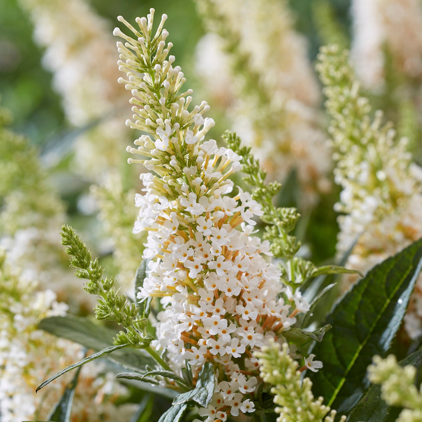 Buddleia Butterfly Candy Little White