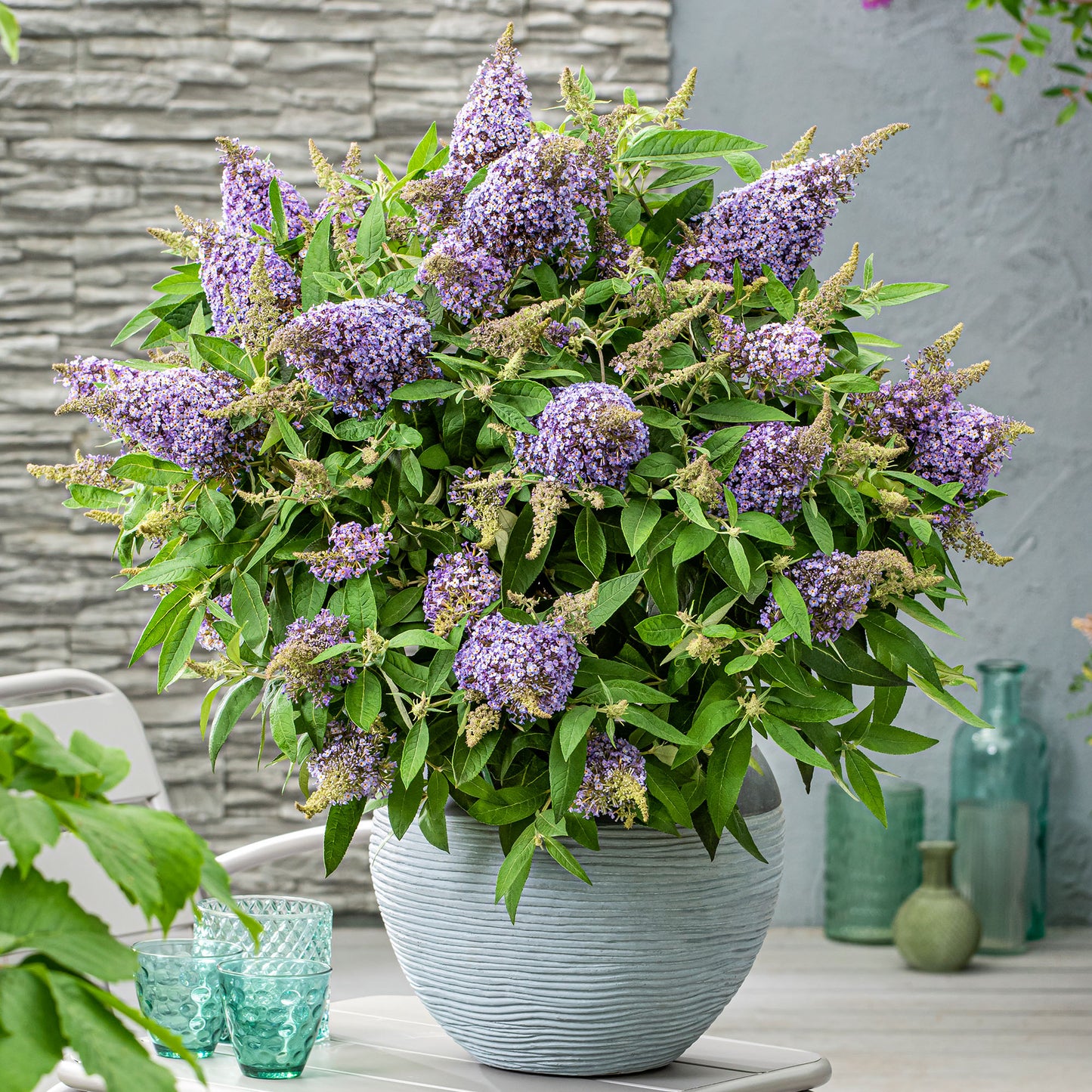 Buddleia Candy Lila Sweetheart