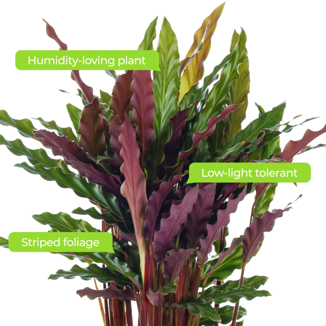 Calathea Elgergrass (Master)