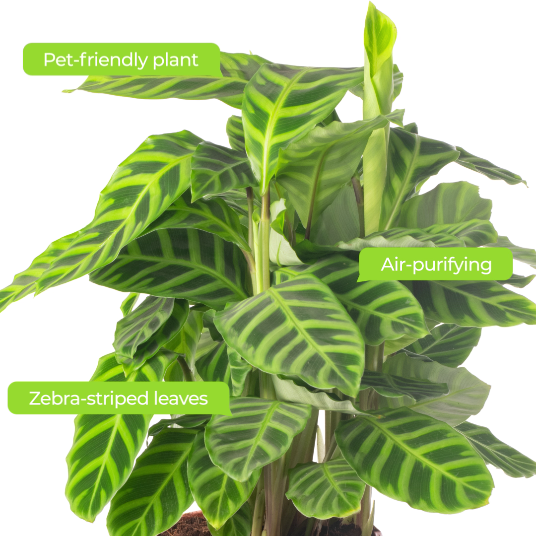 Calathea Zebrina (Master)