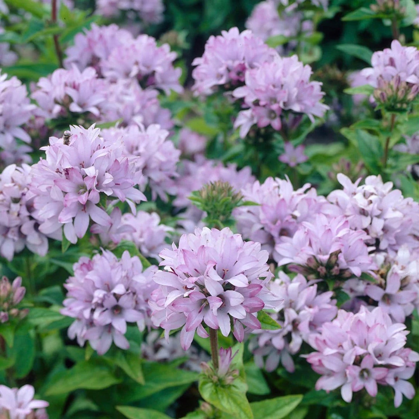 Campanula Caroline