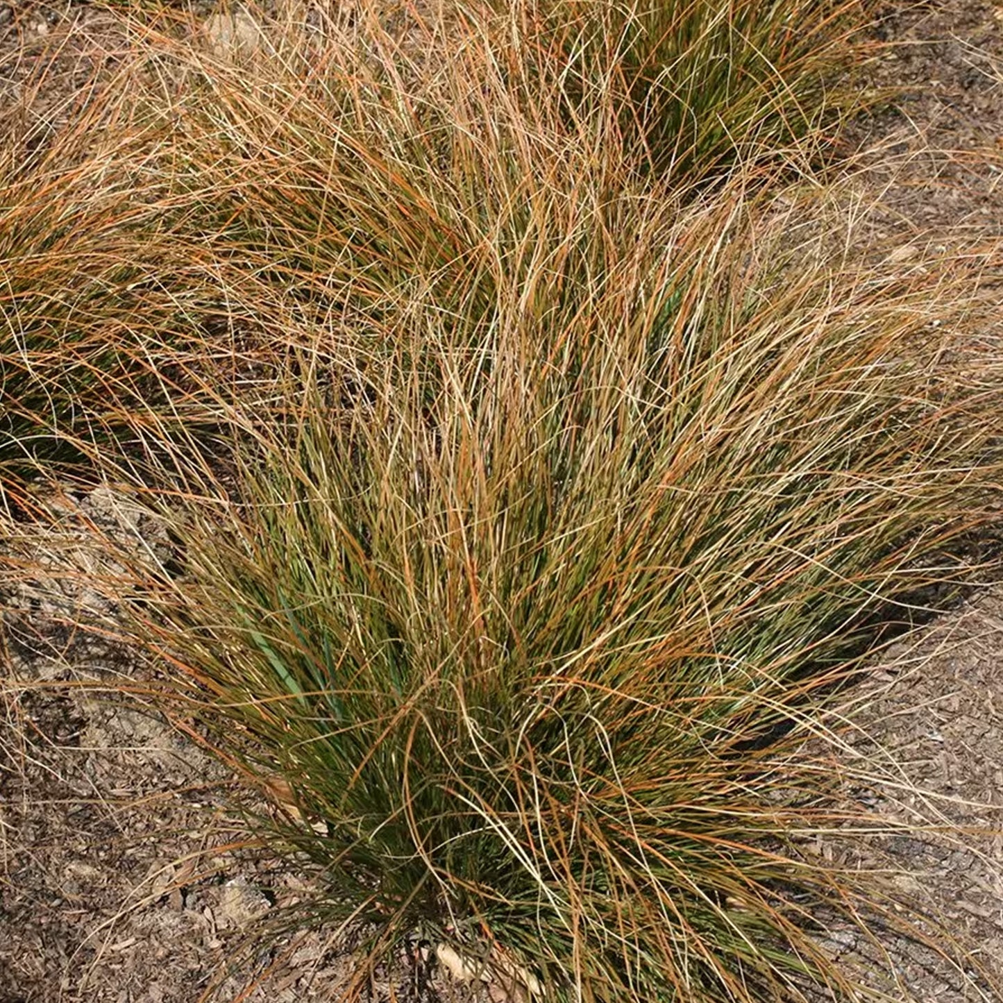 Carex testacea