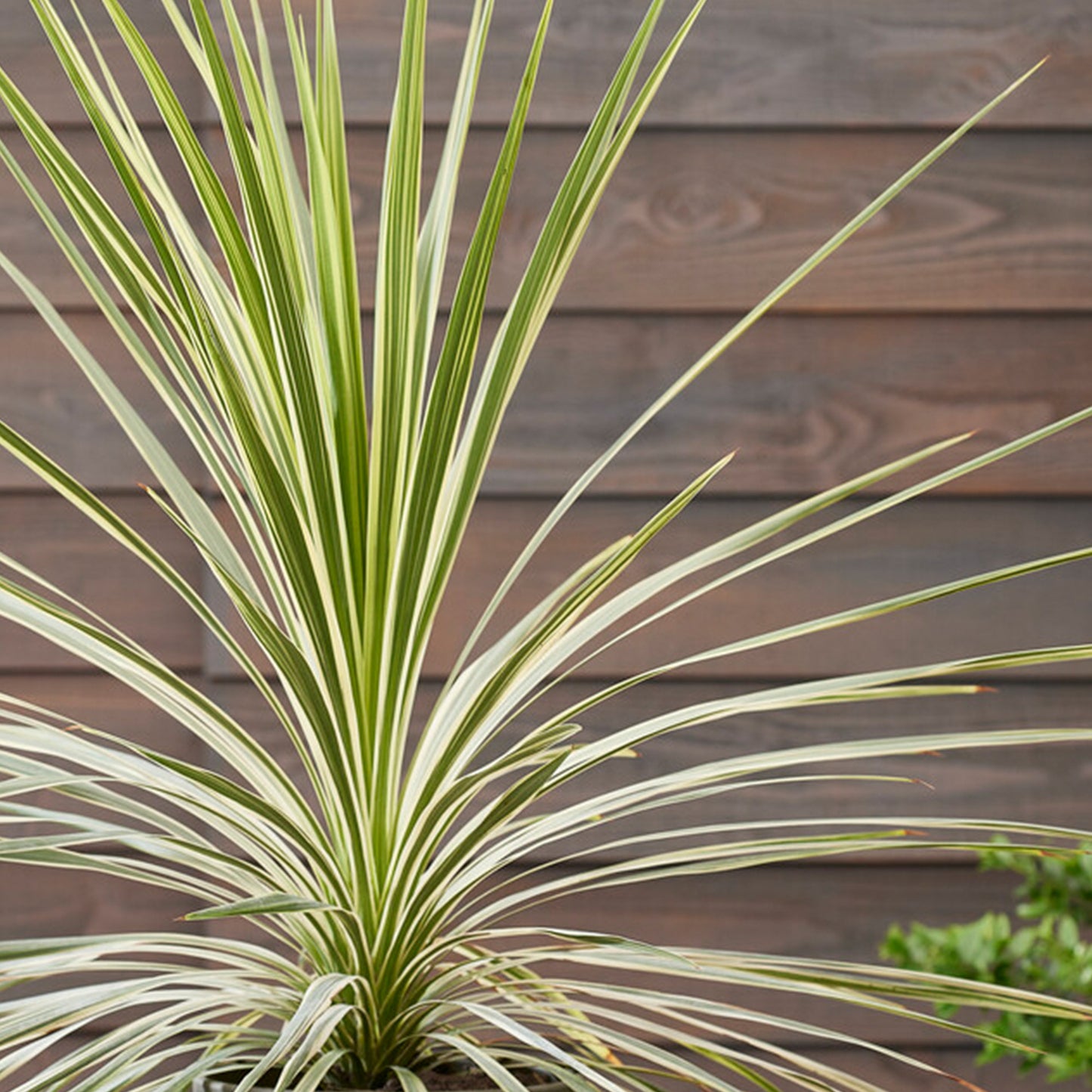 Cordyline Lime Passion