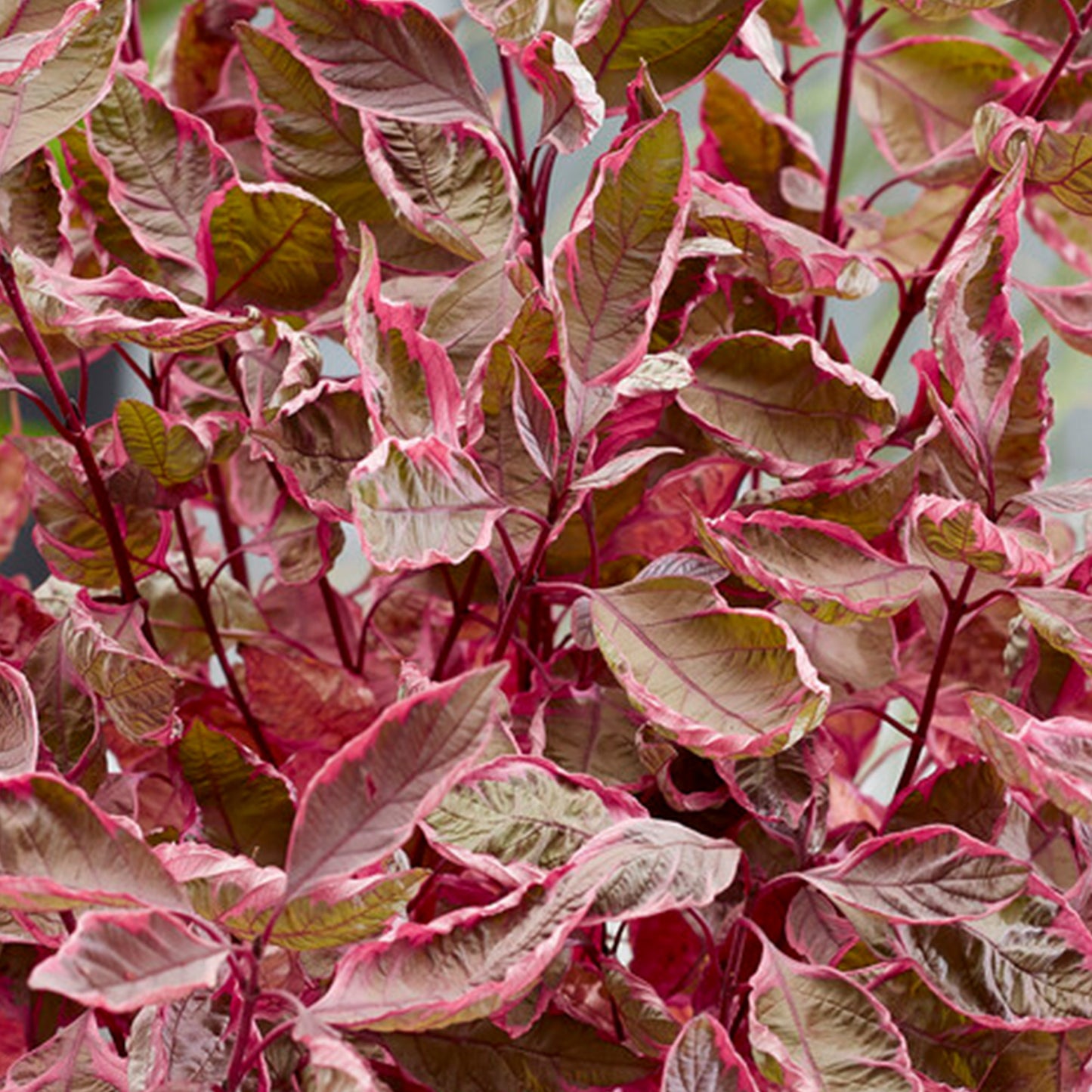 Cornus Miracle