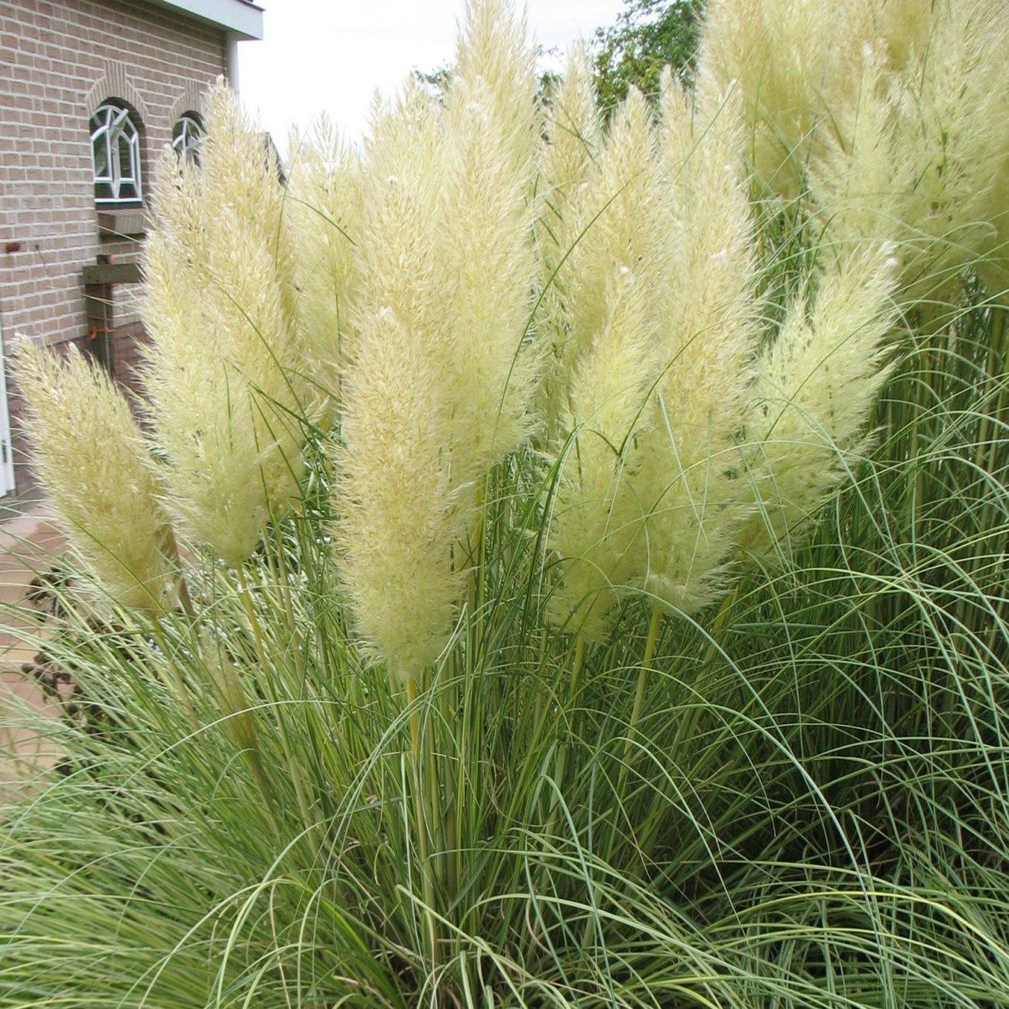 Cortaderia Green Goblin