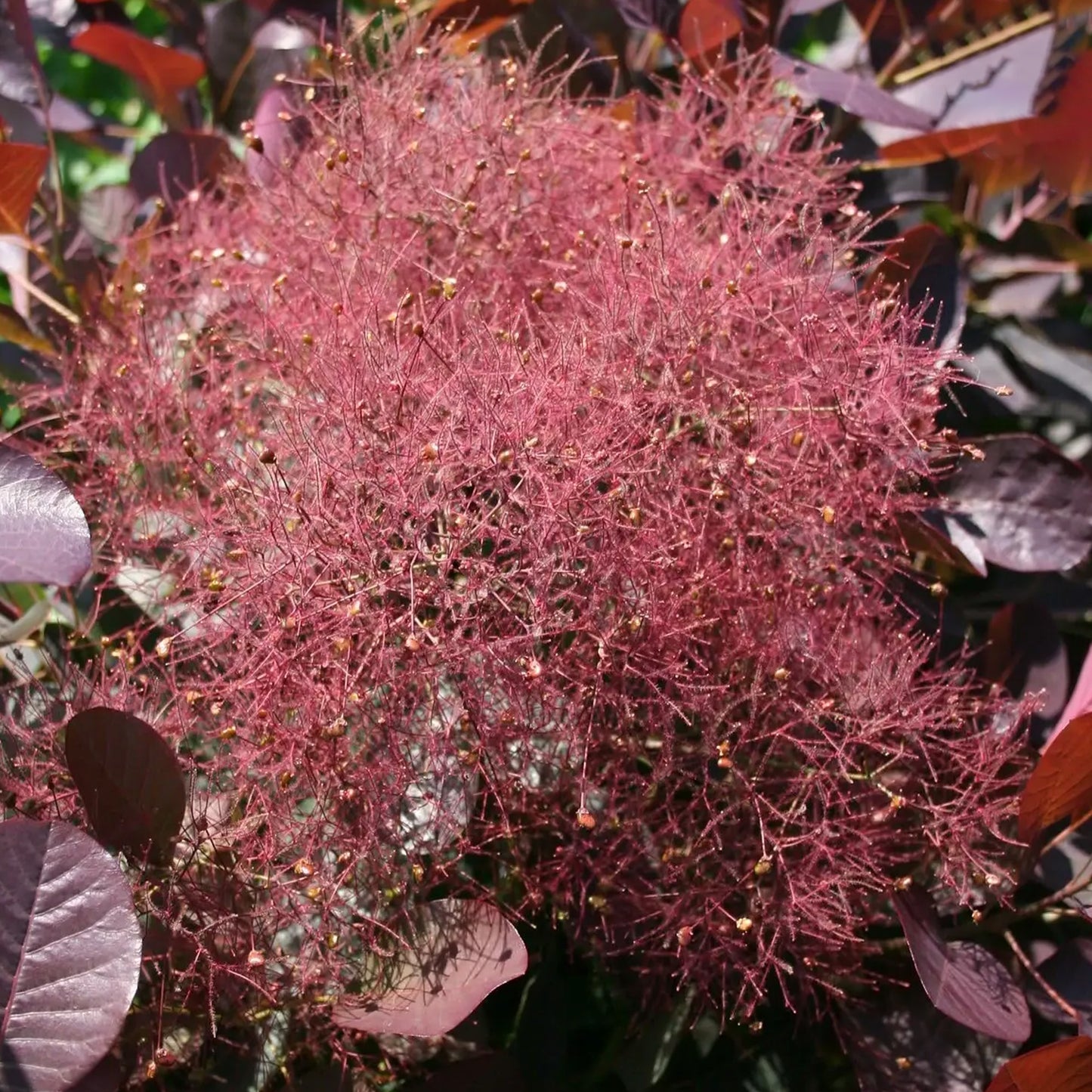 Cotinus Magical Red Fountain