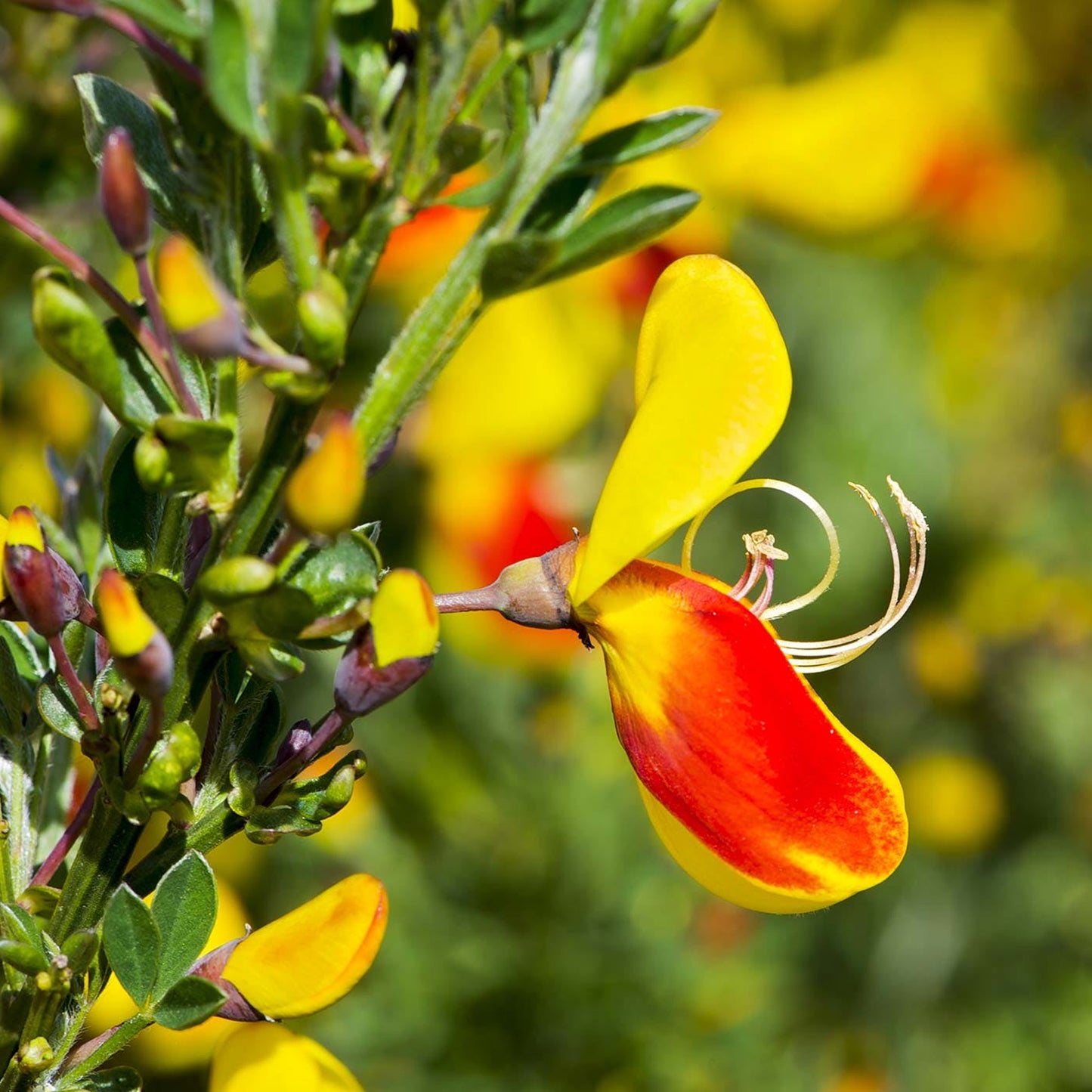 Cytisus Fulgens