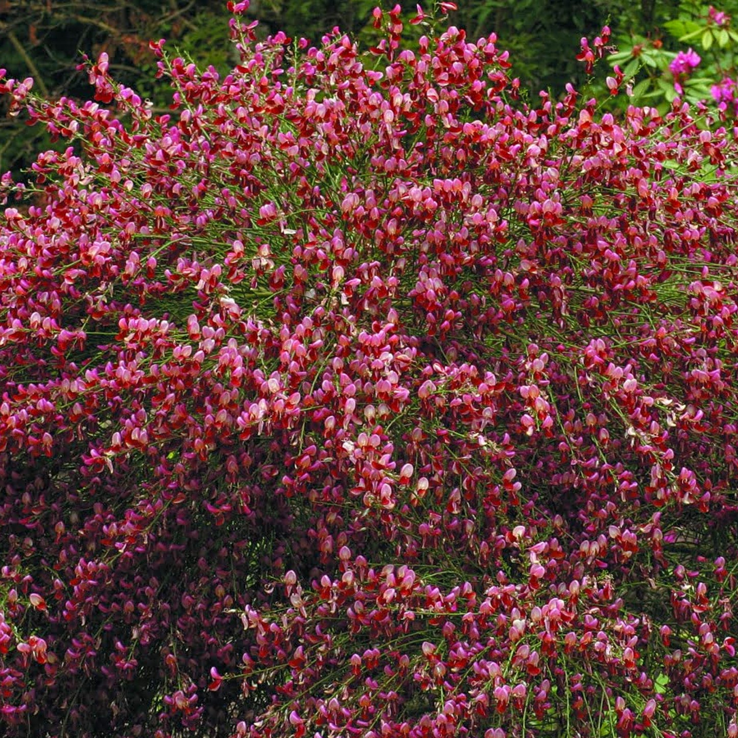 Cytisus Hollandia