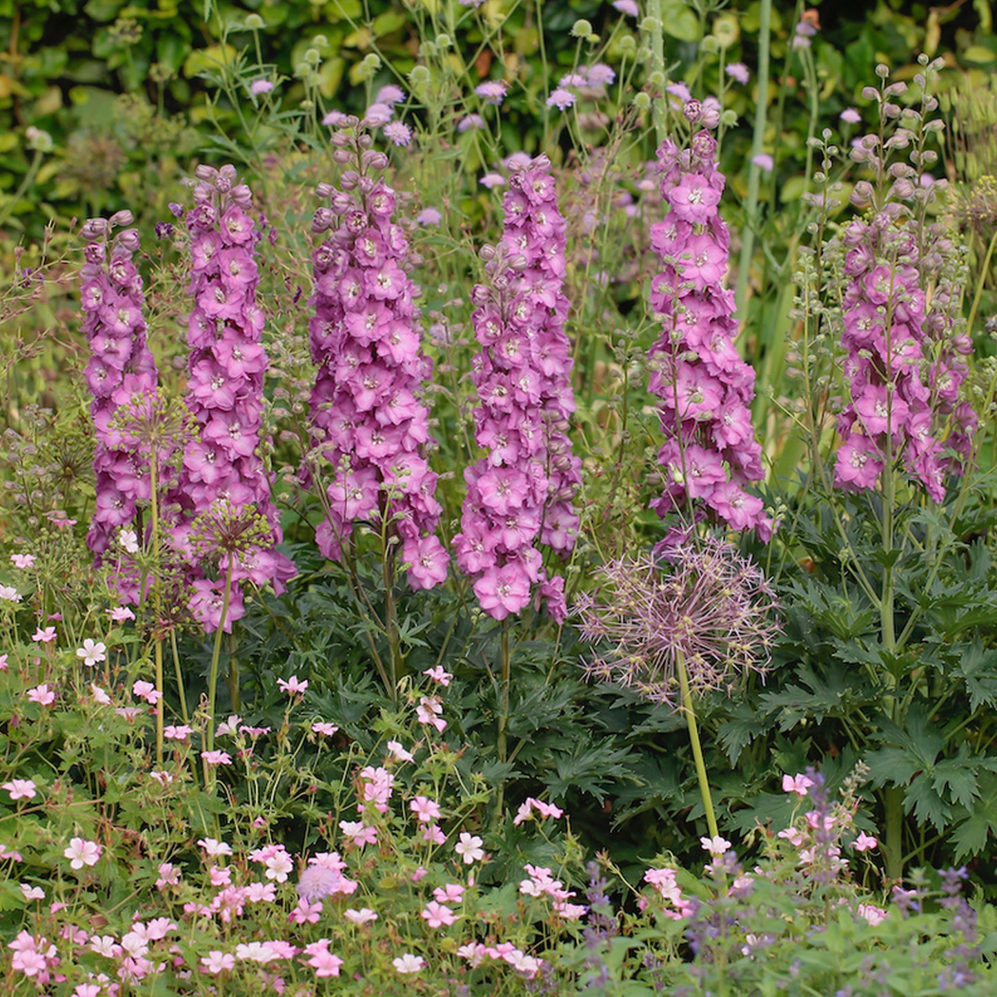 Delphinium Delgenius Chantay