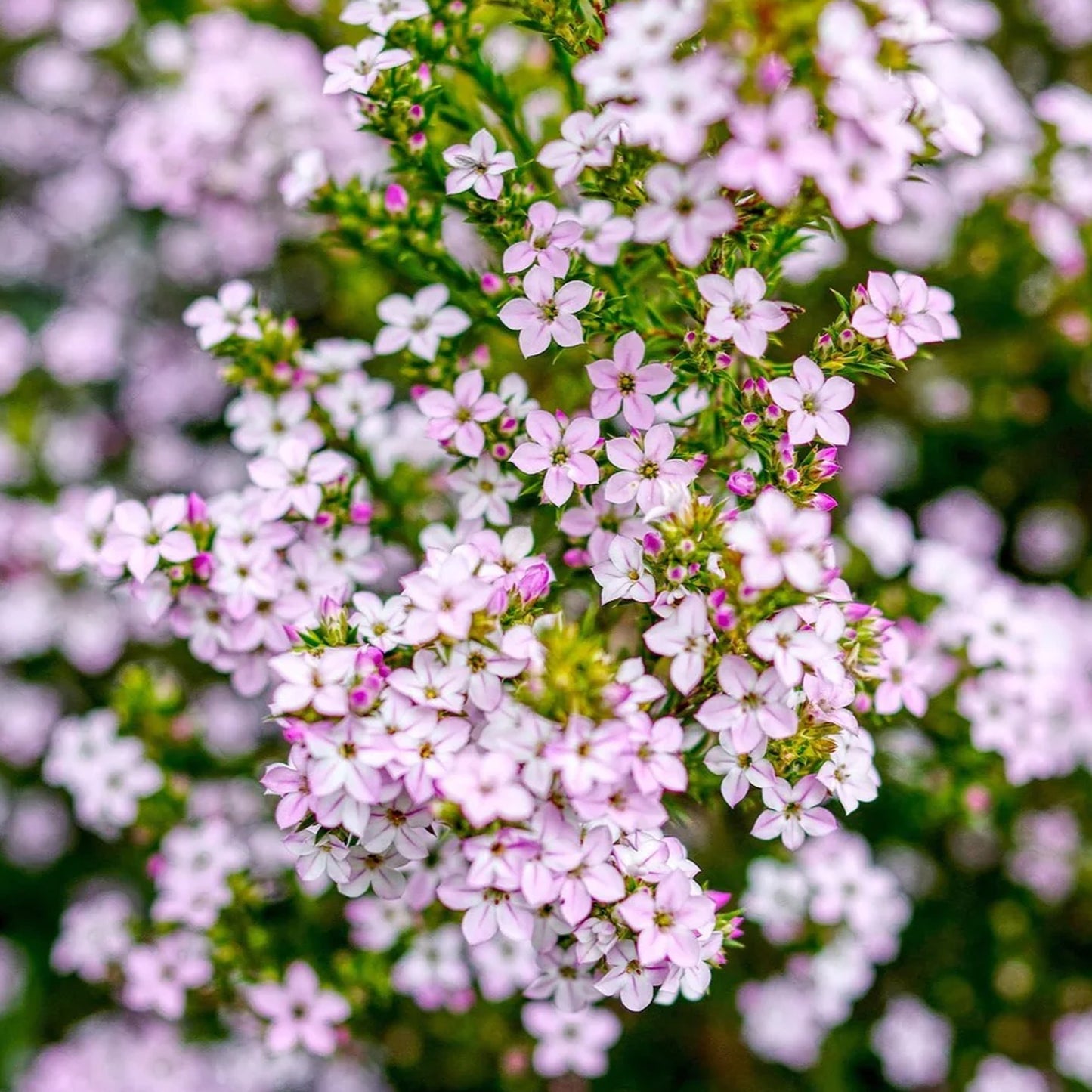 Diosma Pink Fountain