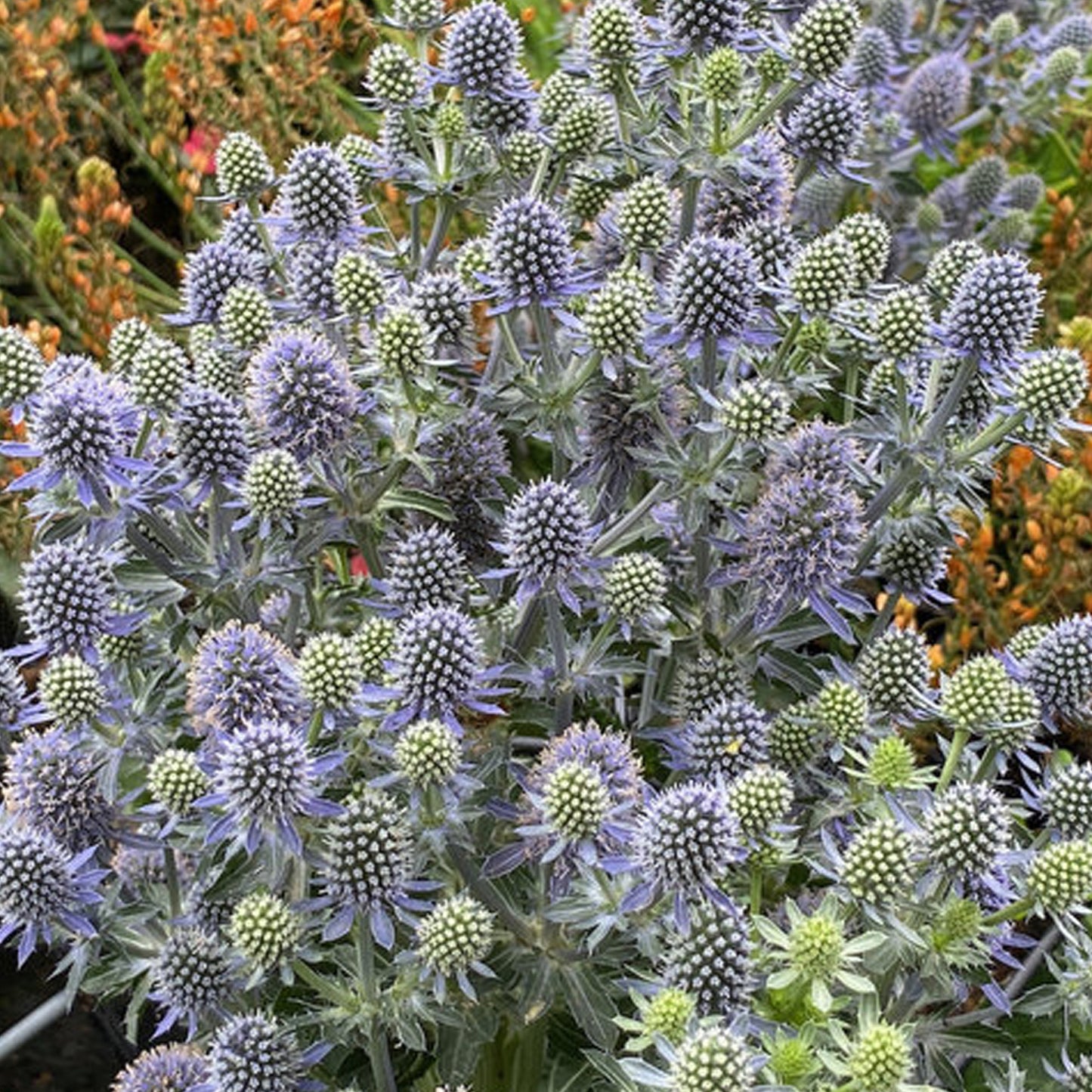 Eryngium Grumpy