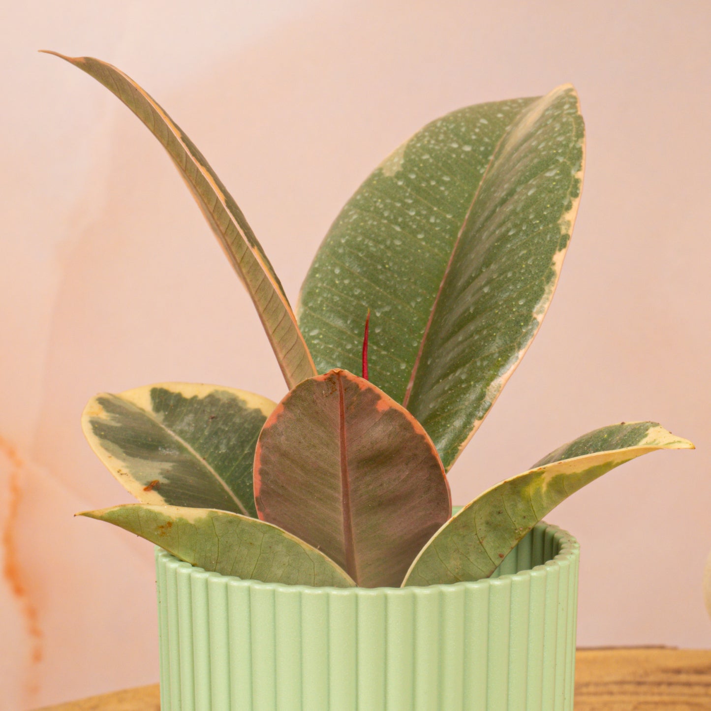 Baby Plants - Ficus Tineke