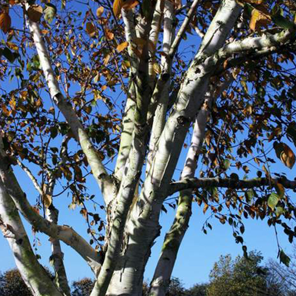 Betula Snow Queen Tree (12L, 5-6ft)