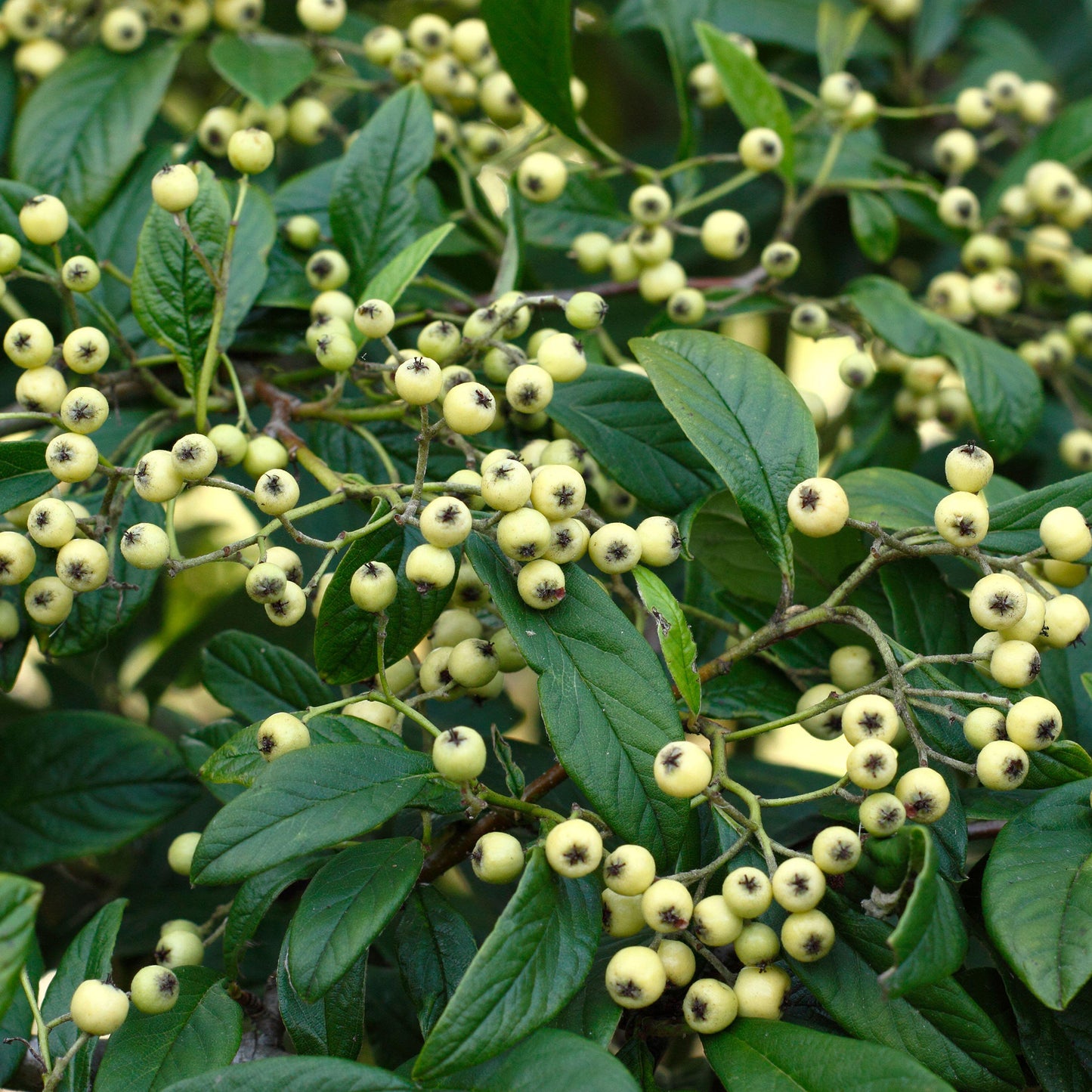 Cotoneaster Rothschildianus Tree (12L, 5-6ft)