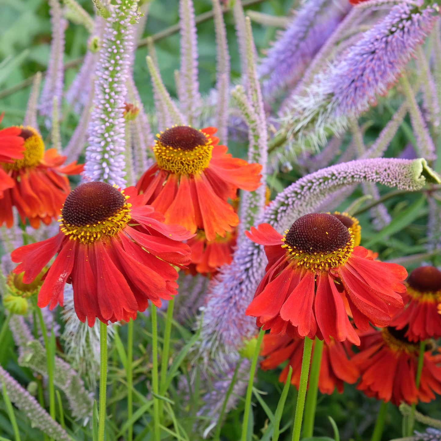 Helenium Moerheim Beauty