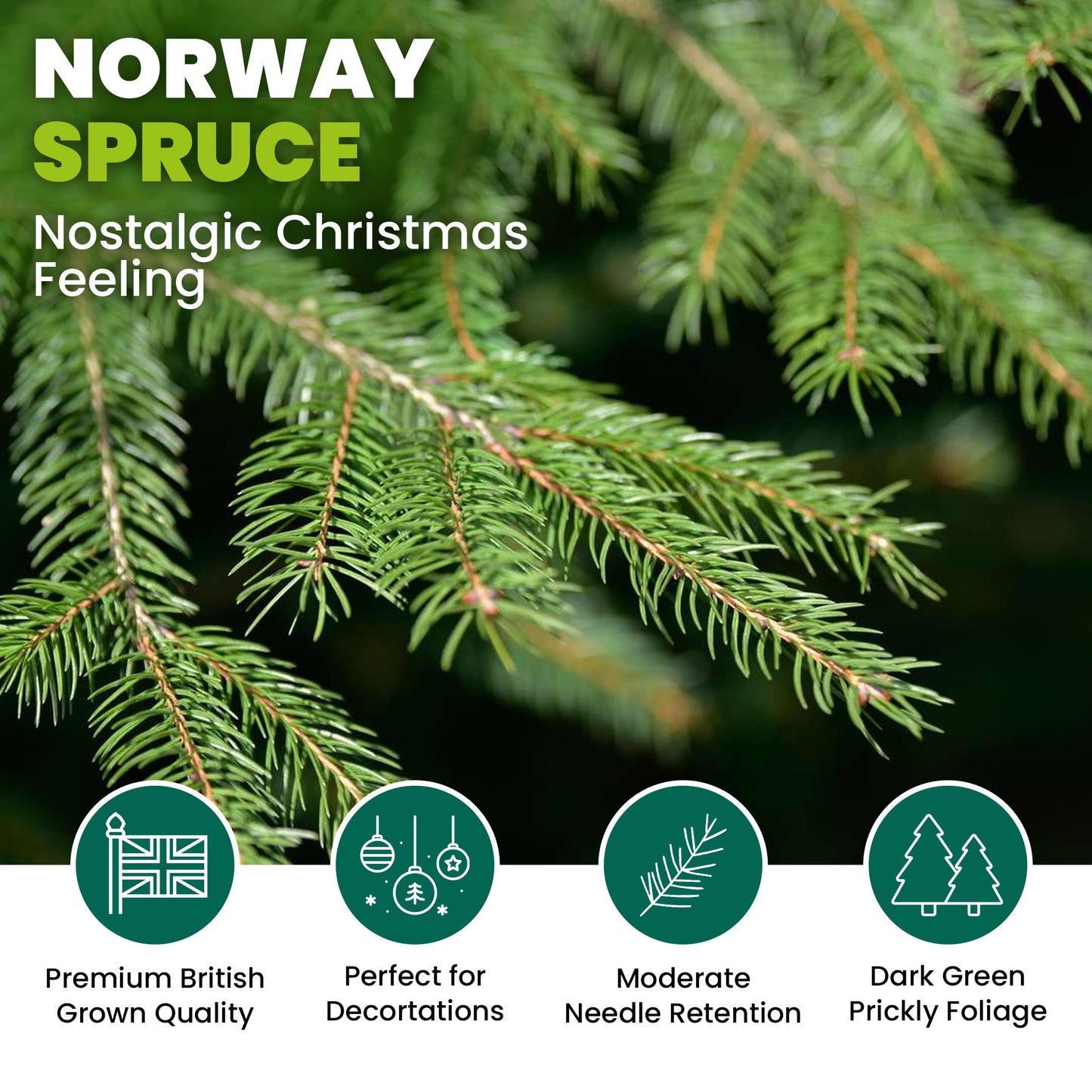 Norway Spruce Pot Grown Christmas Trees