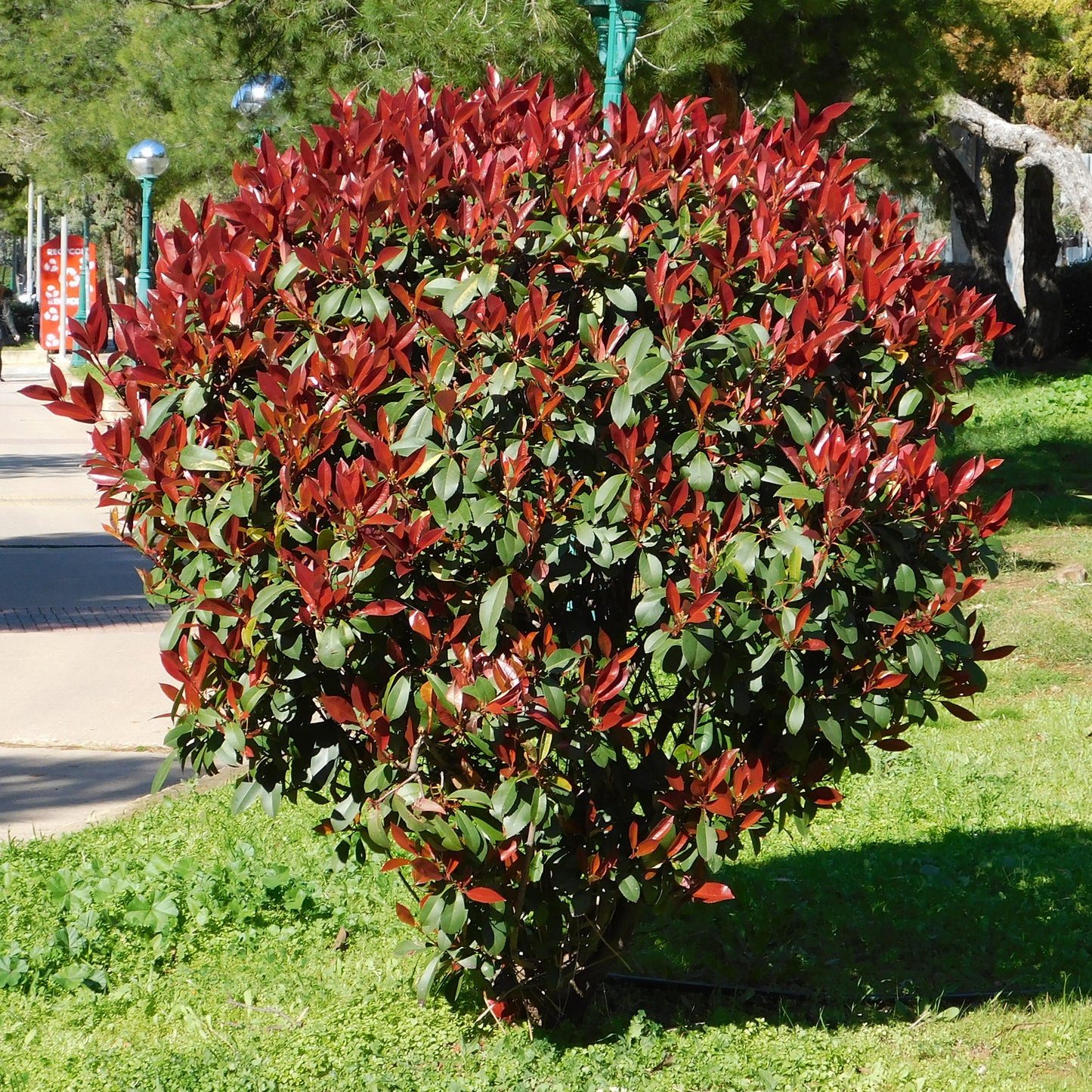 Photinia Red Robin (9cm)