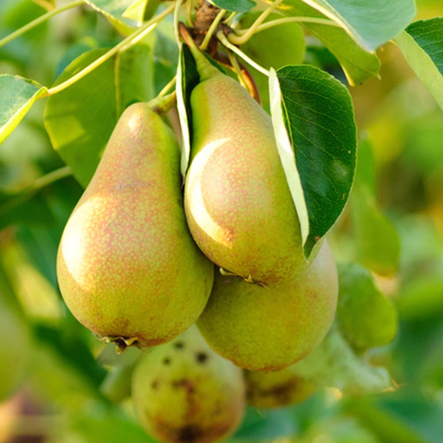 Pear Doyenne du Comice Tree (7.5L, 4-5ft)